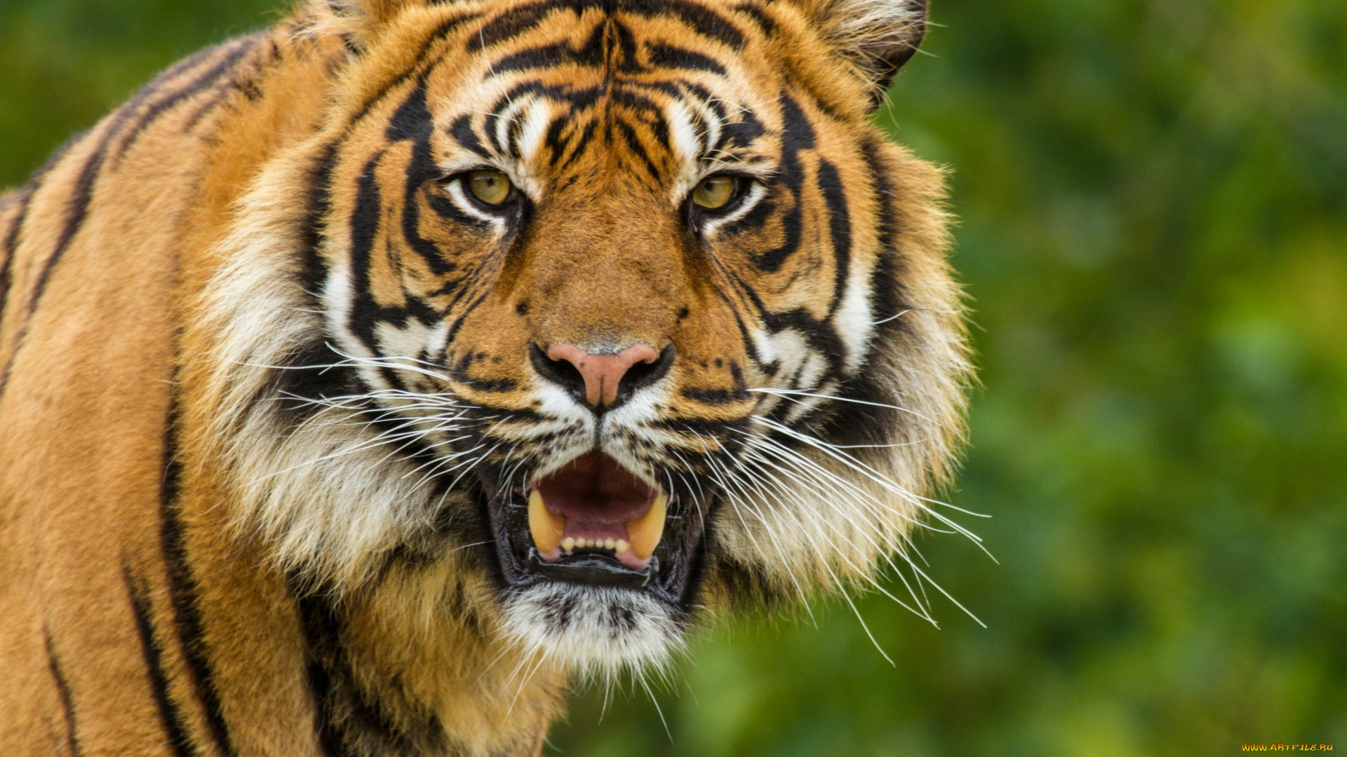 животные, тигры, морда, оскал