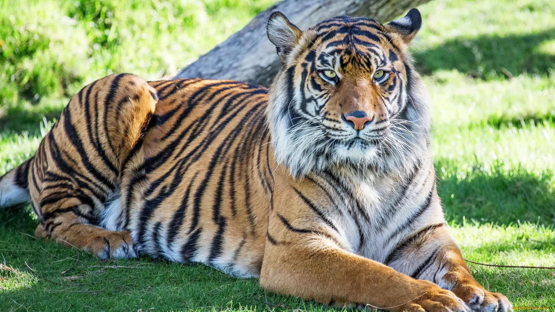 животные, тигры, растения, отдых, взгляд