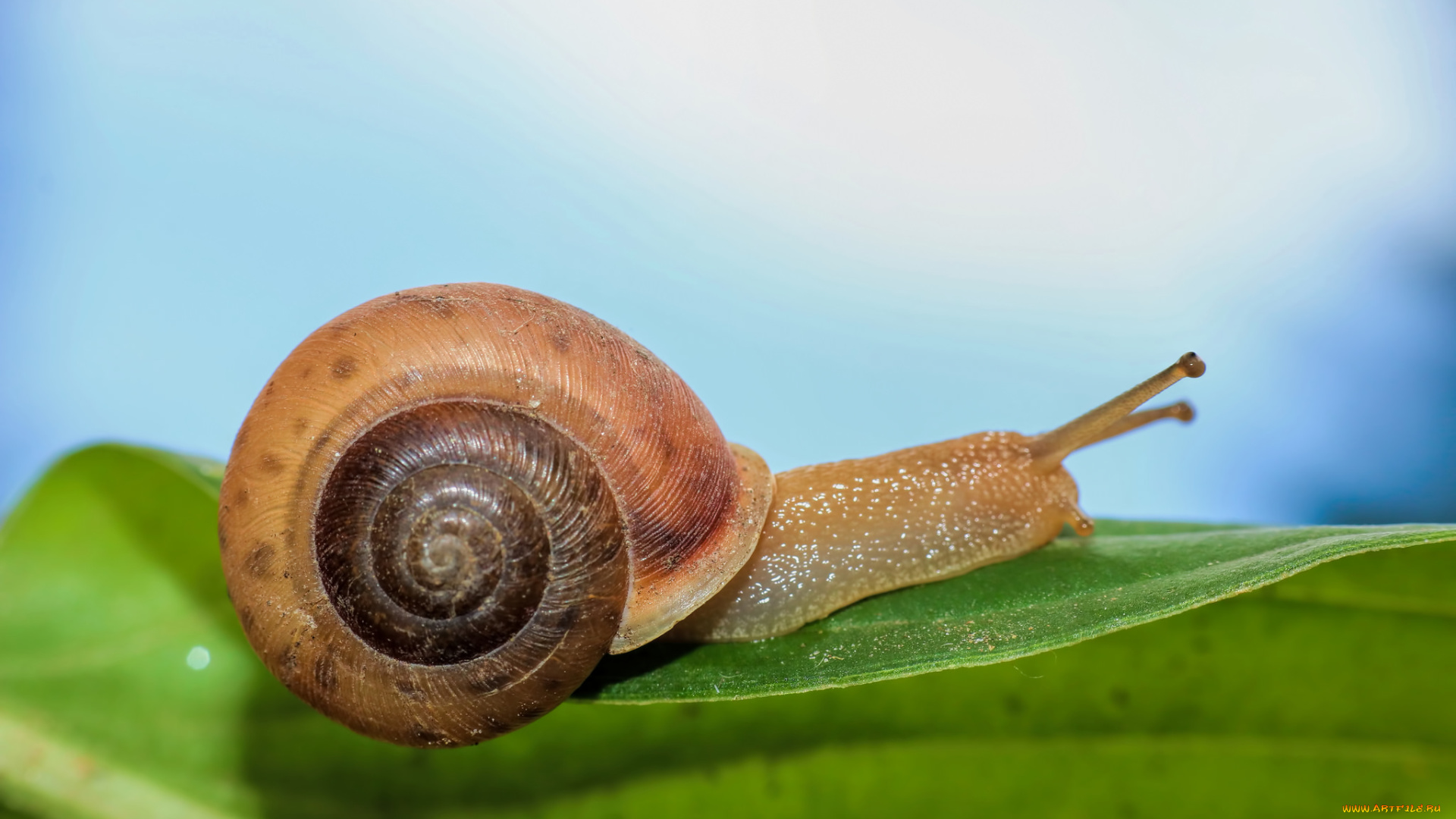 животные, улитки, улитка