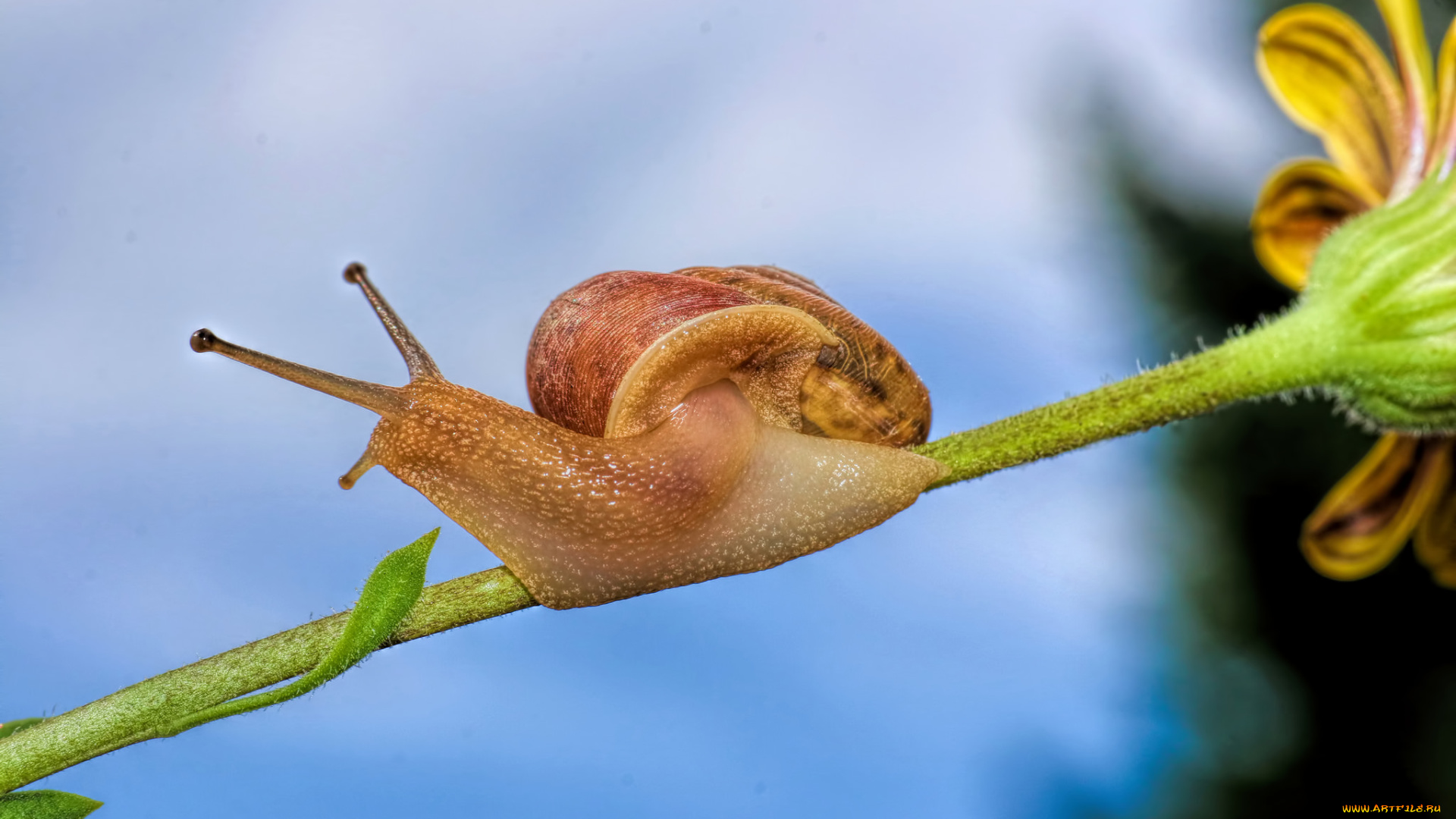 животные, улитки, улитка