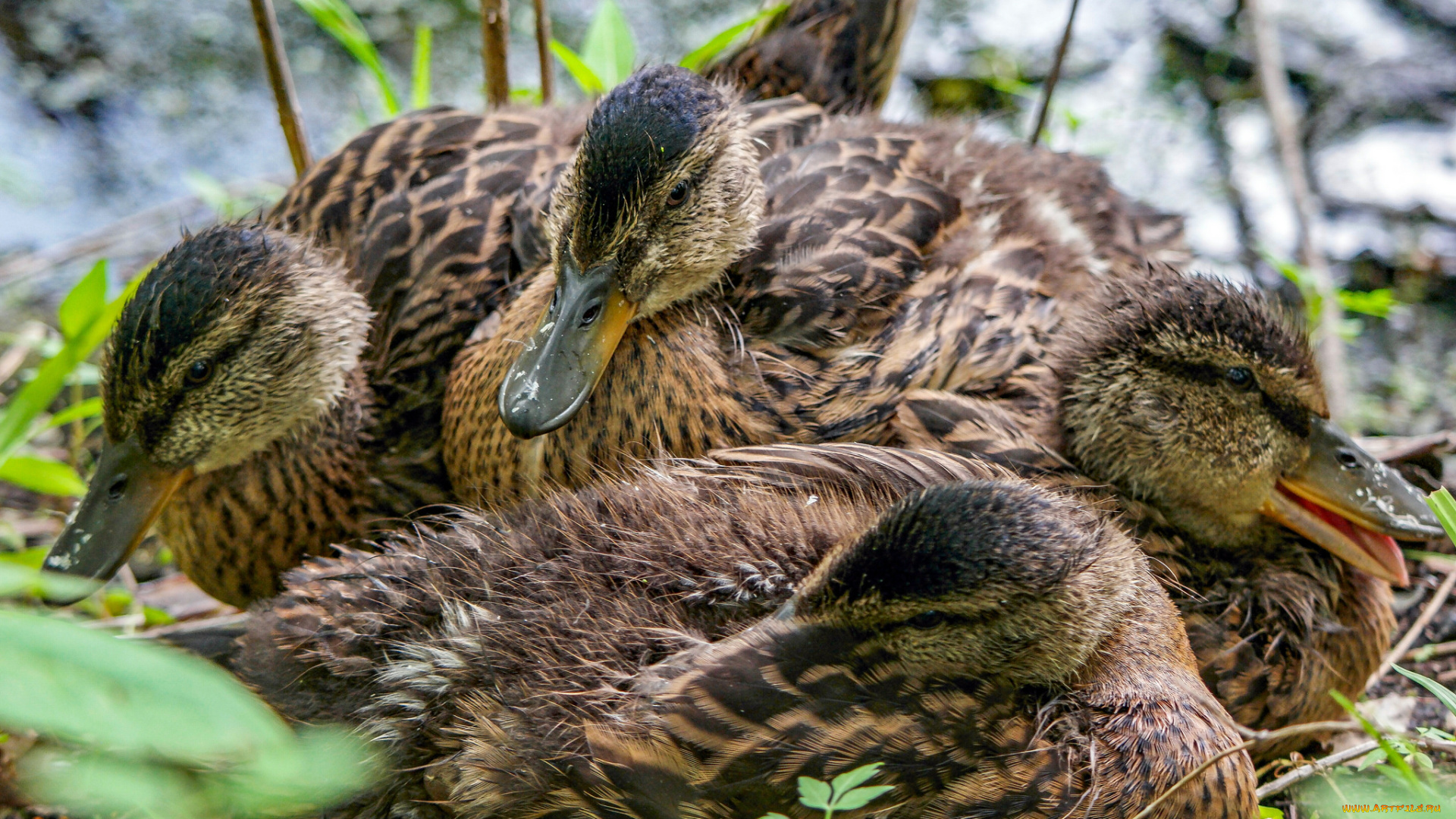 животные, утки