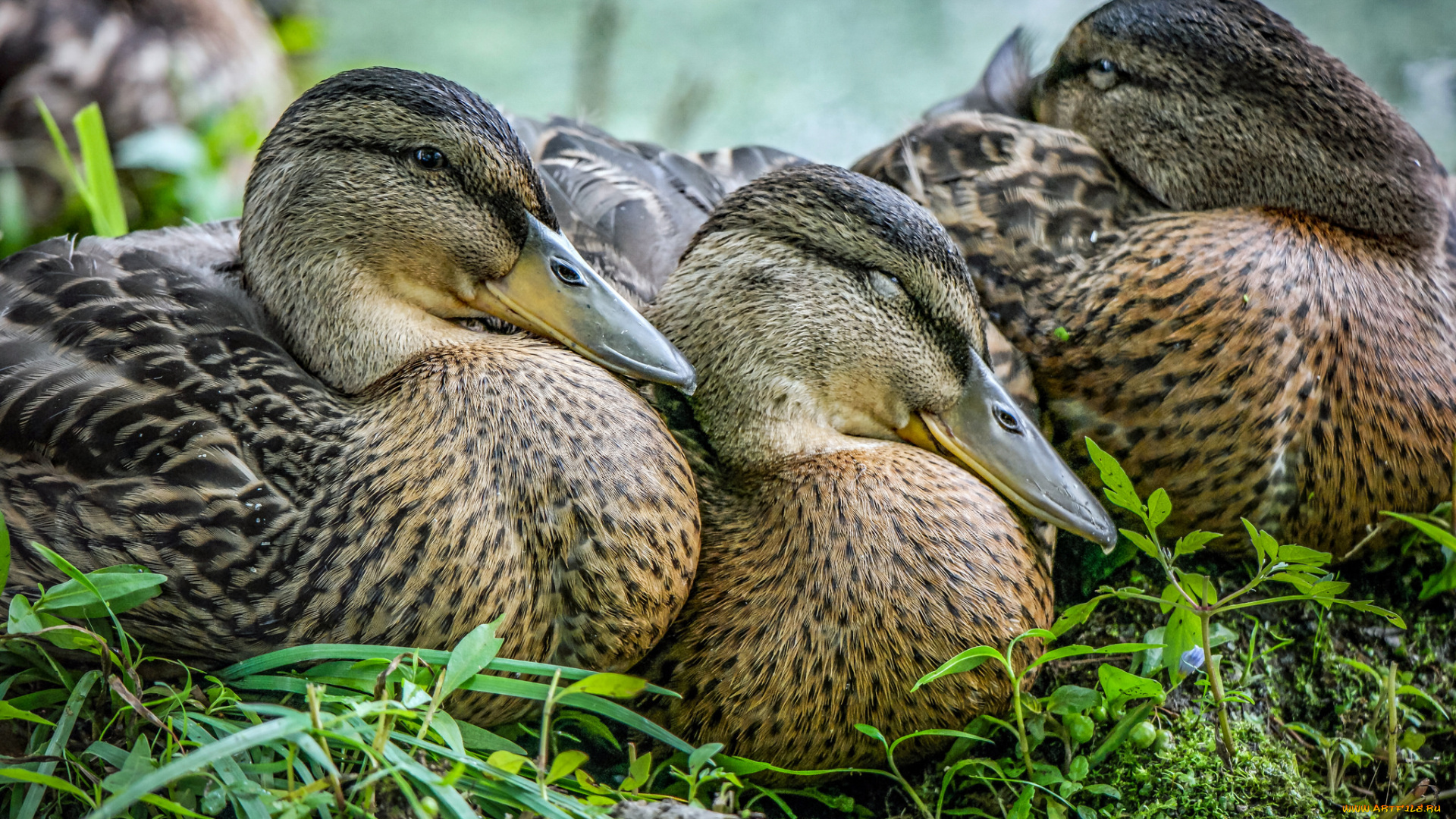 животные, утки