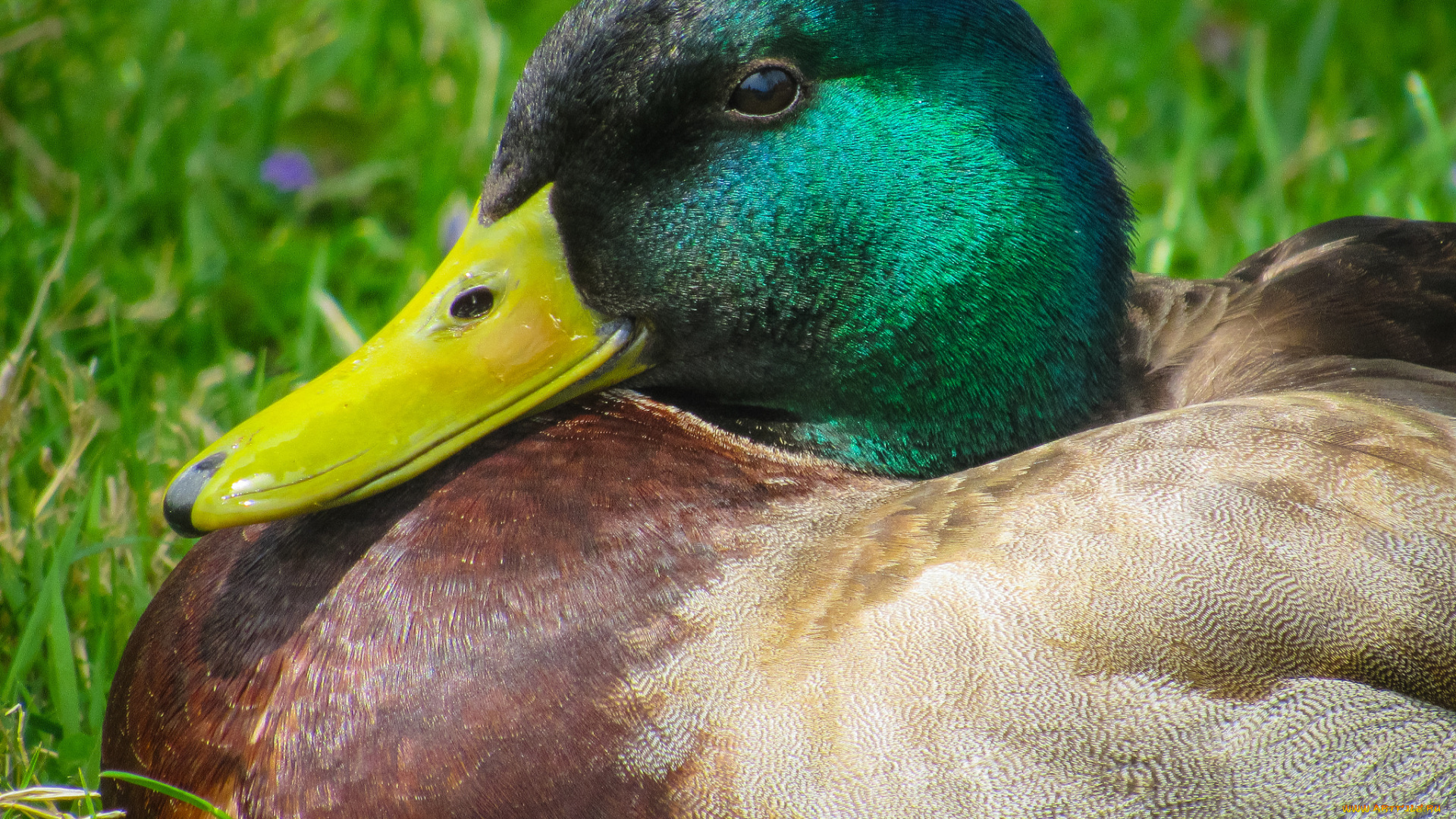 животные, утки, утак