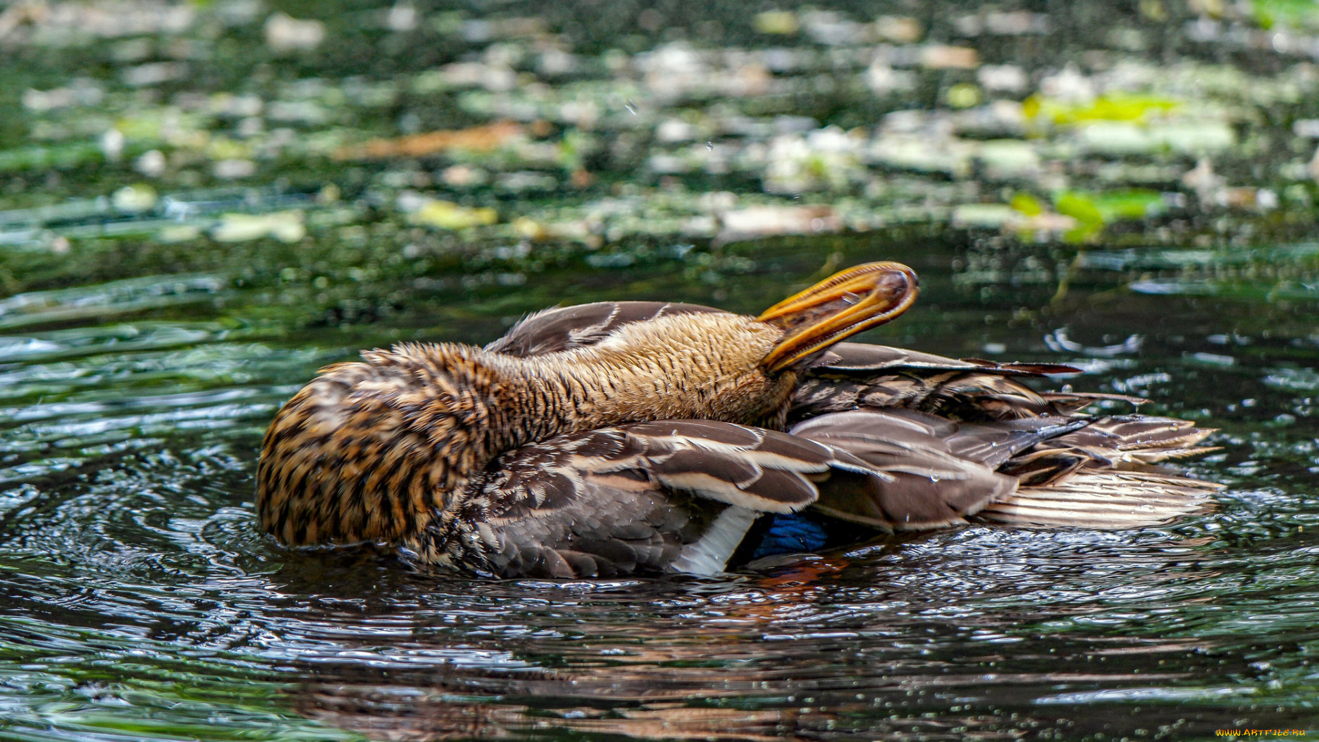 животные, утки, утка