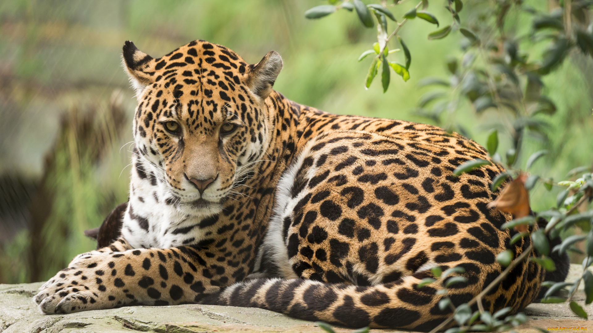 животные, Ягуары, кошка, животное, ягуар, отдых, природа