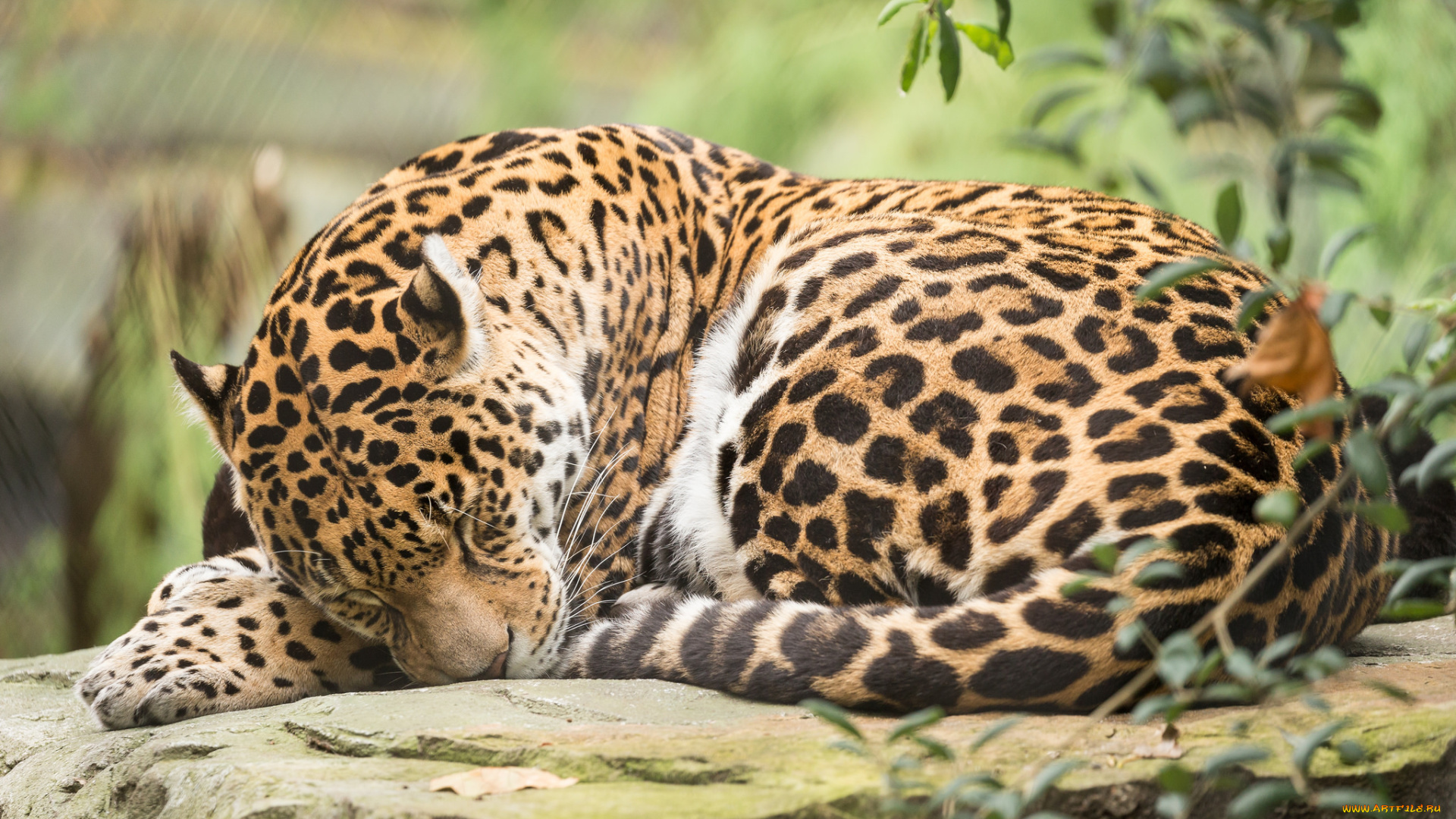 животные, Ягуары, ягуар, отдых, природа, кошка, животное