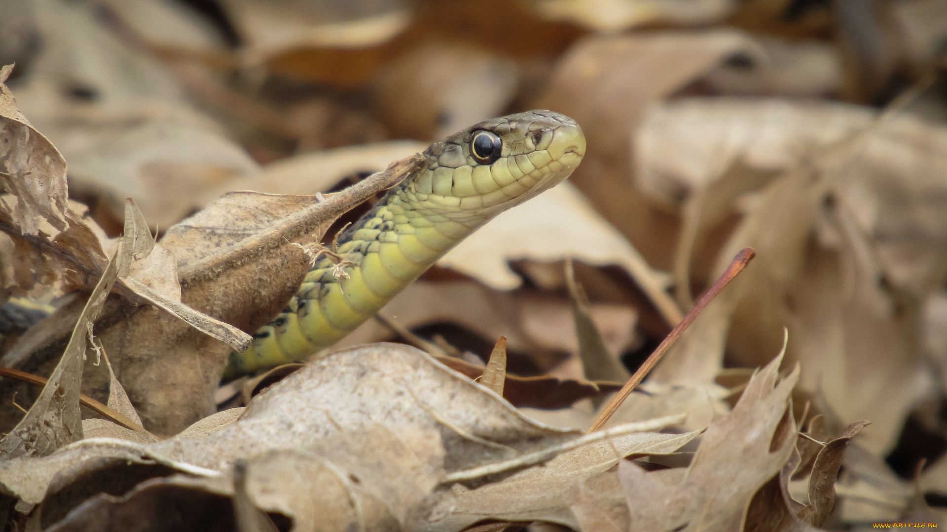 животные, змеи, , питоны, , кобры, змея