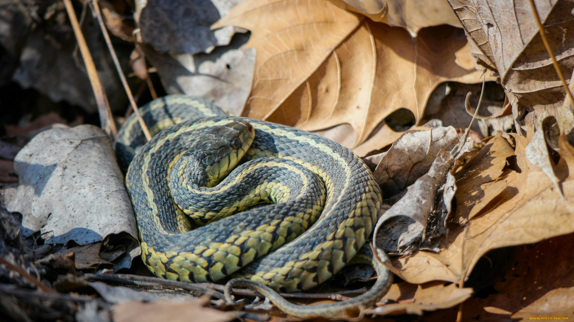 животные, змеи, , питоны, , кобры, змея