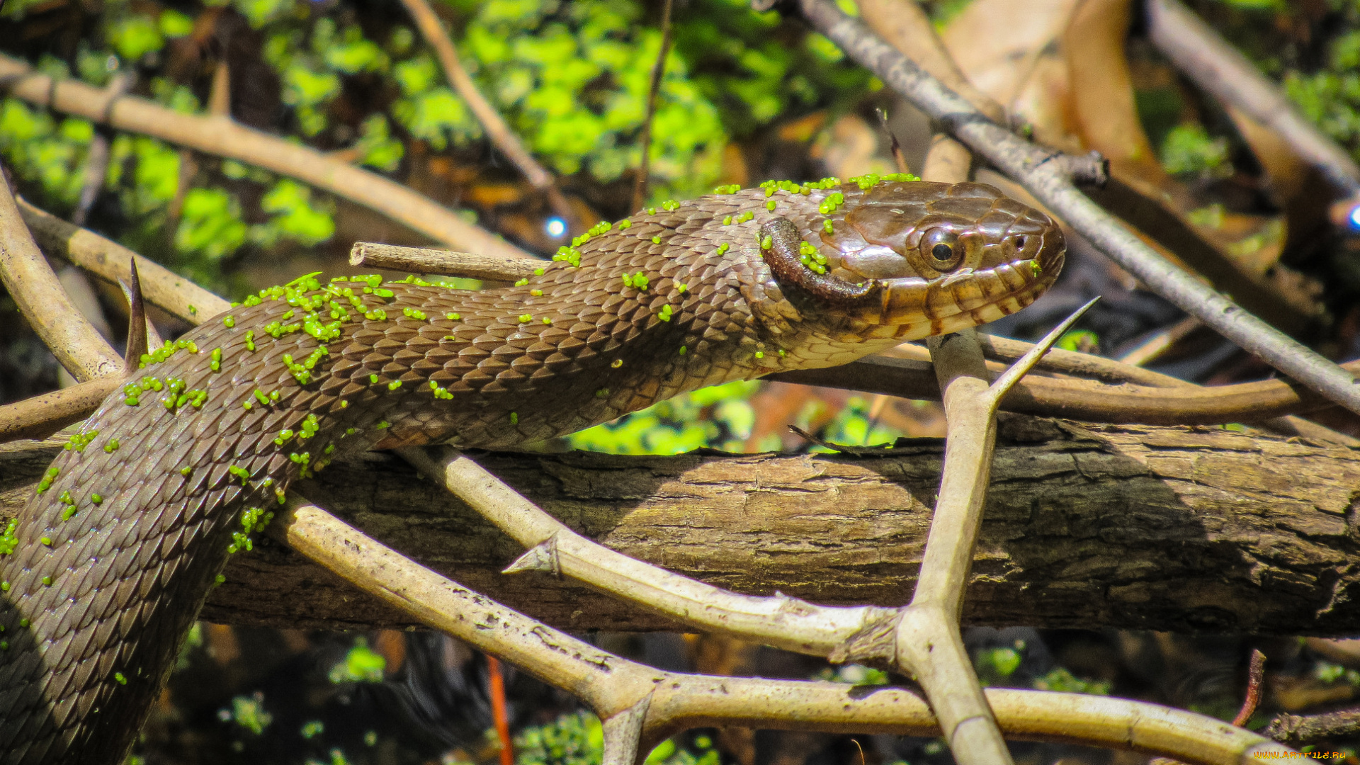 животные, змеи, , питоны, , кобры, змея