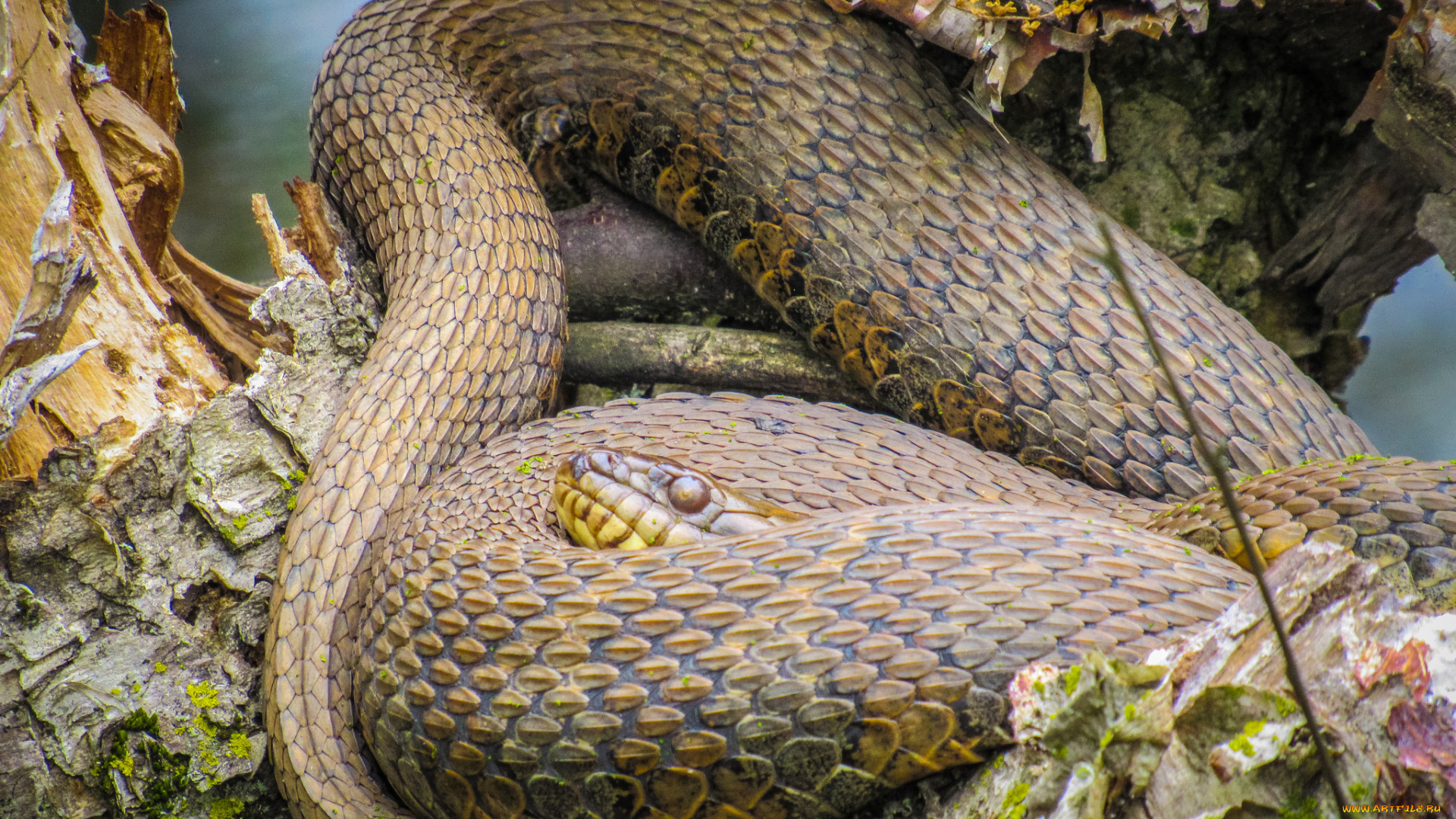 животные, змеи, , питоны, , кобры, змея