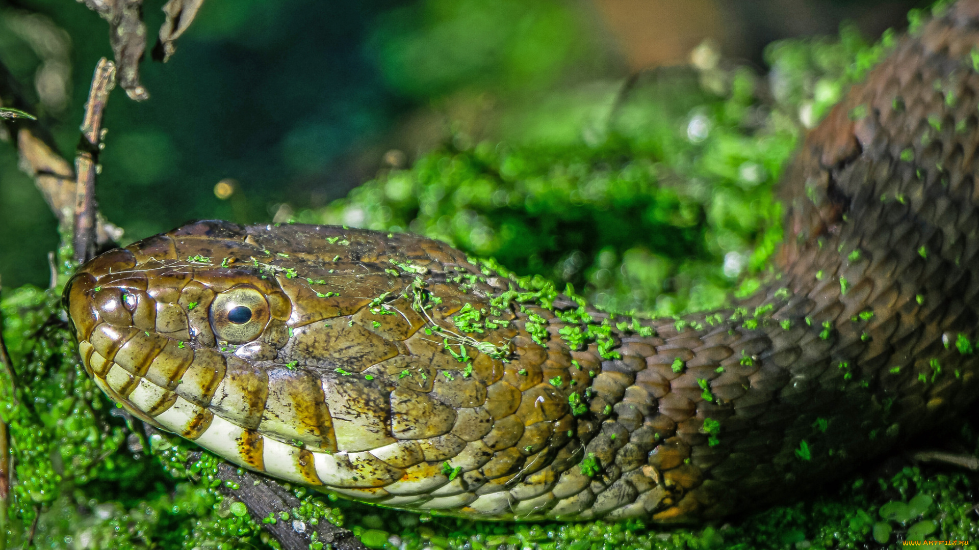 животные, змеи, , питоны, , кобры, змея