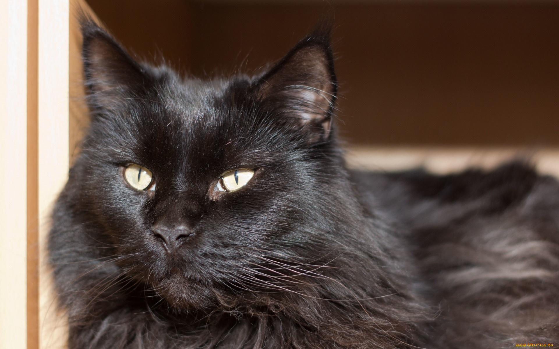 животные, коты, черный, цвет