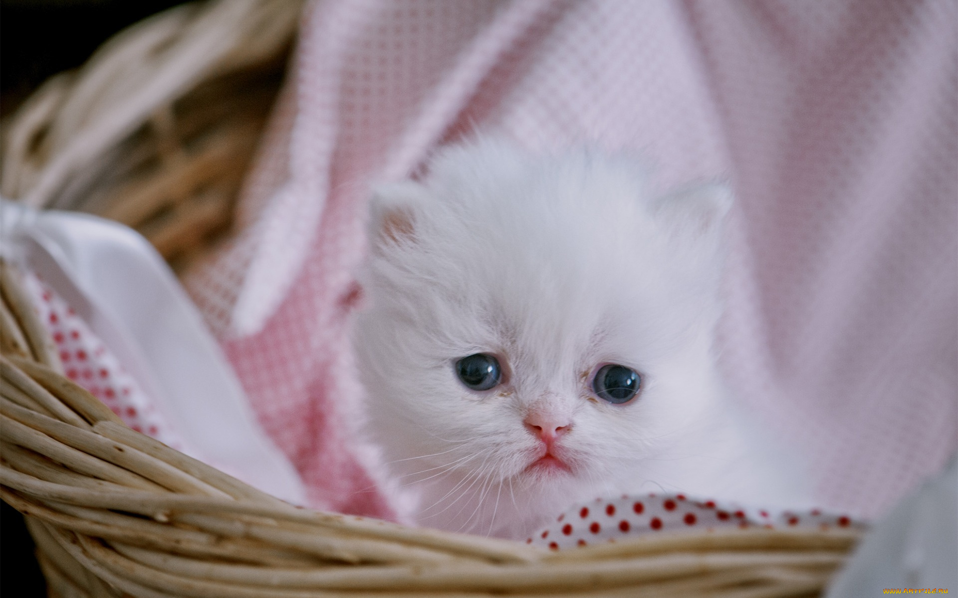 животные, коты, котенок, белый, цвет