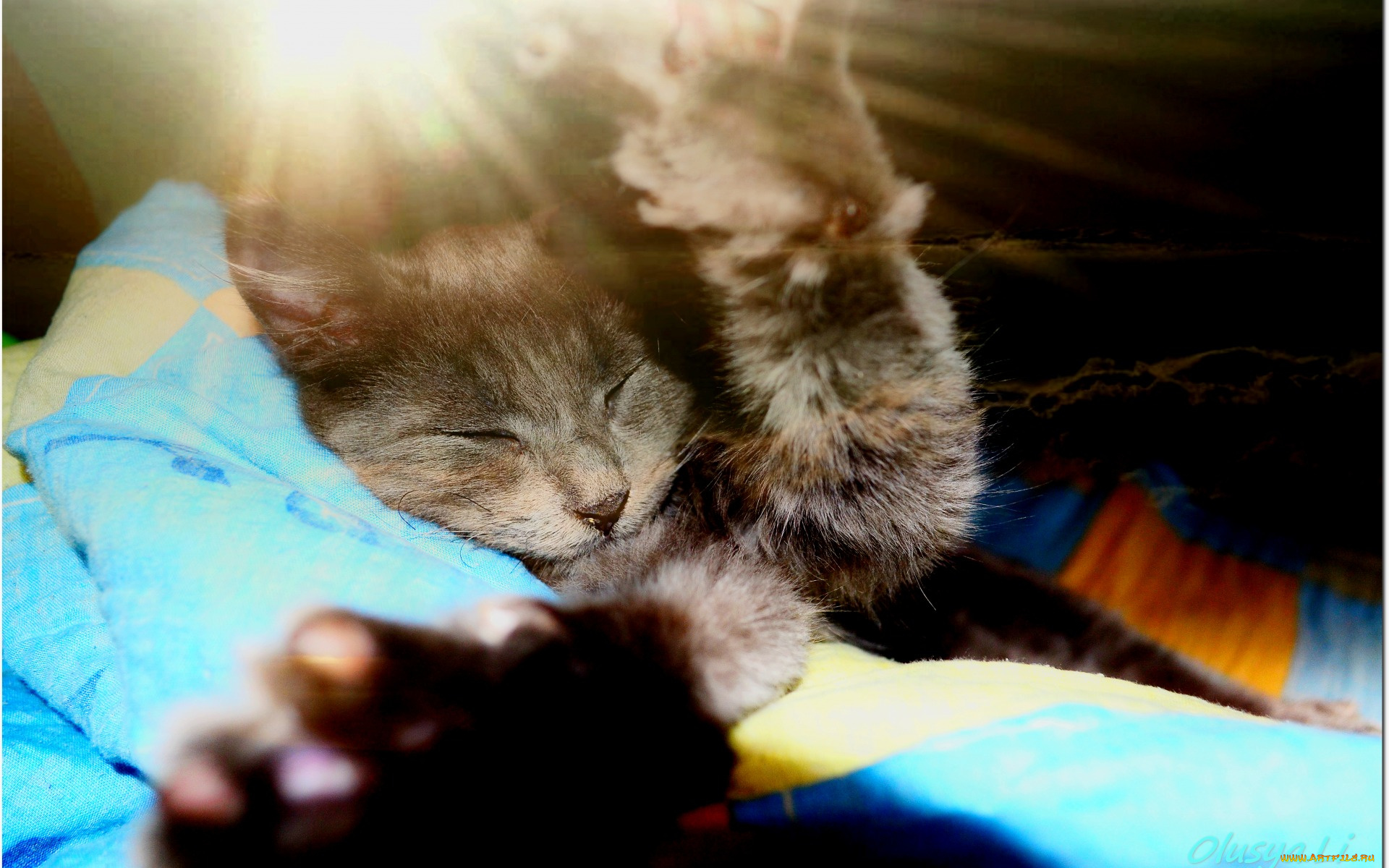 животные, коты, отдых