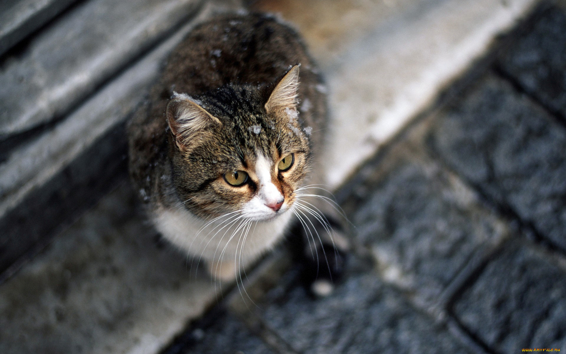 животные, коты, улица, взгляд