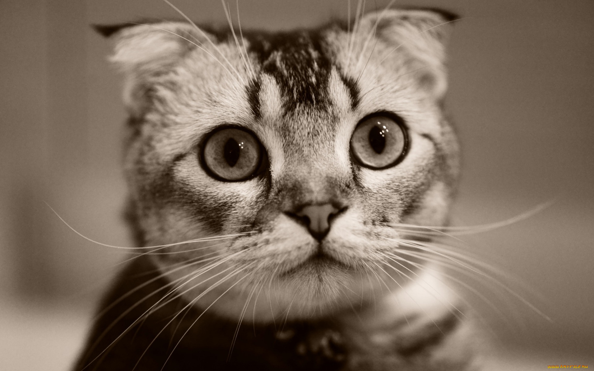 животные, коты, взгляд, морда