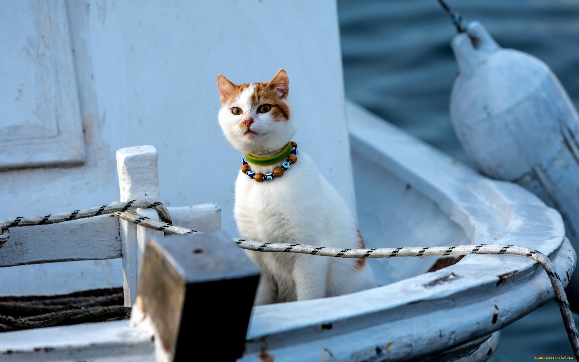 животные, коты, взгляд, ошейник