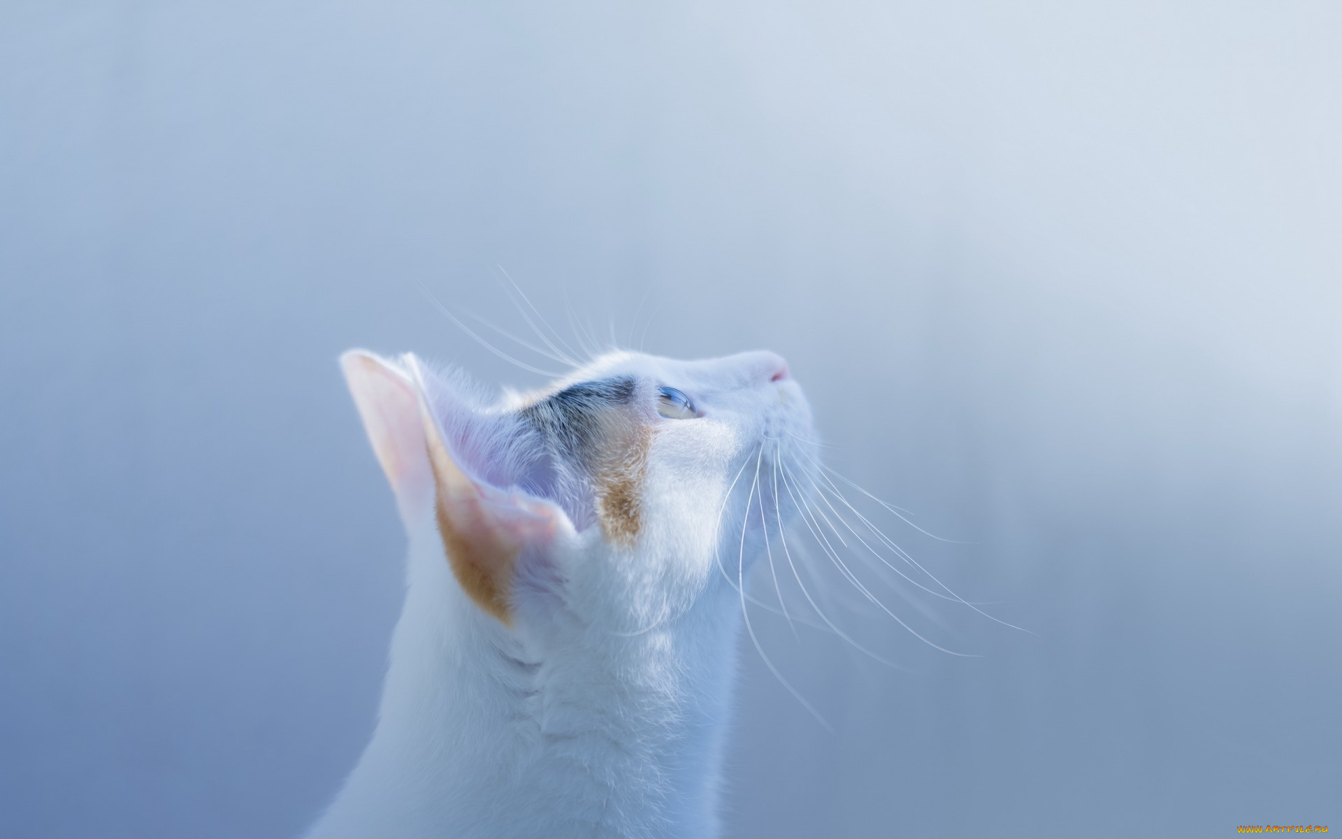 животные, коты, взгляд, профиль, морда