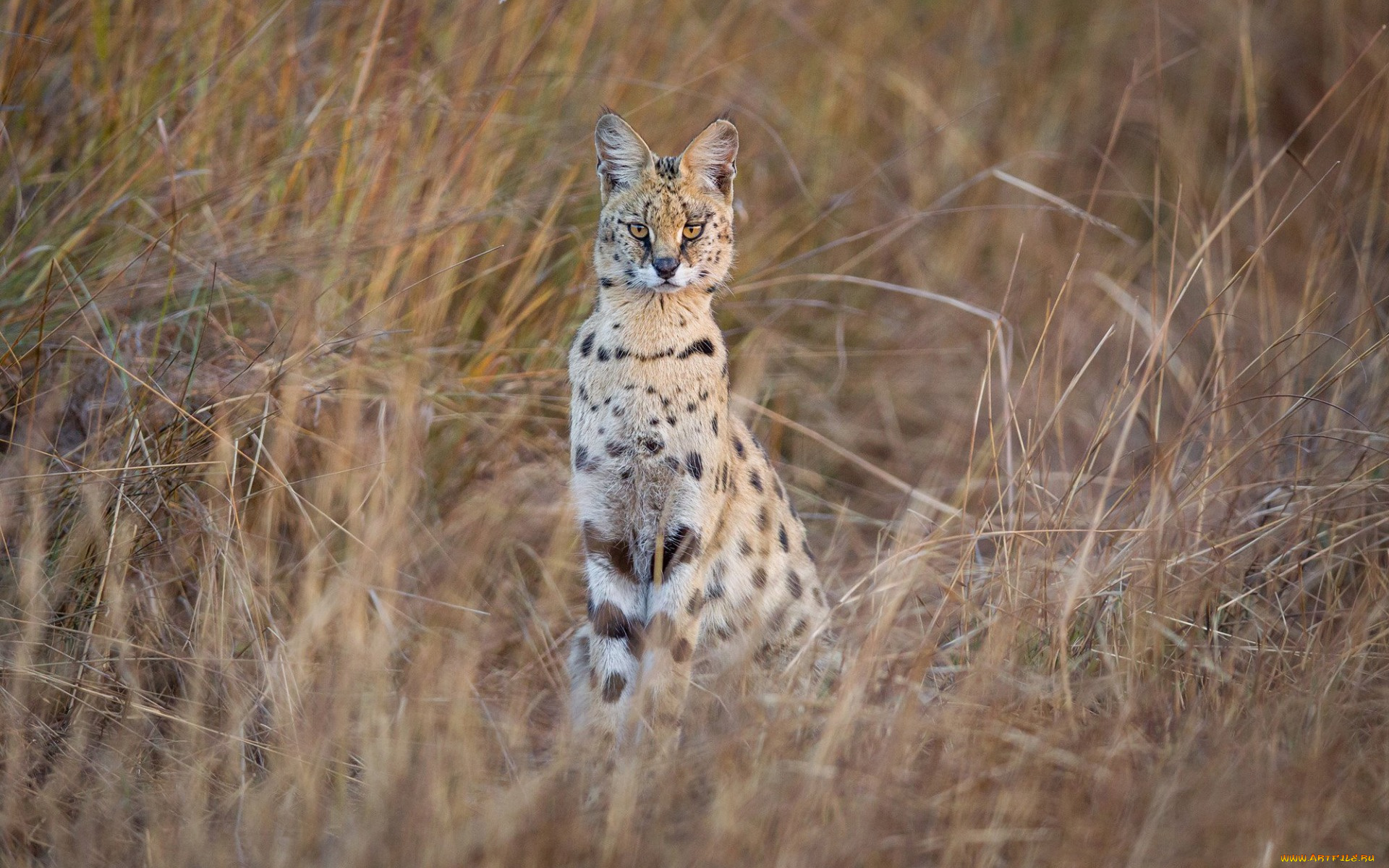 животные, сервалы, сухостой, взгляд