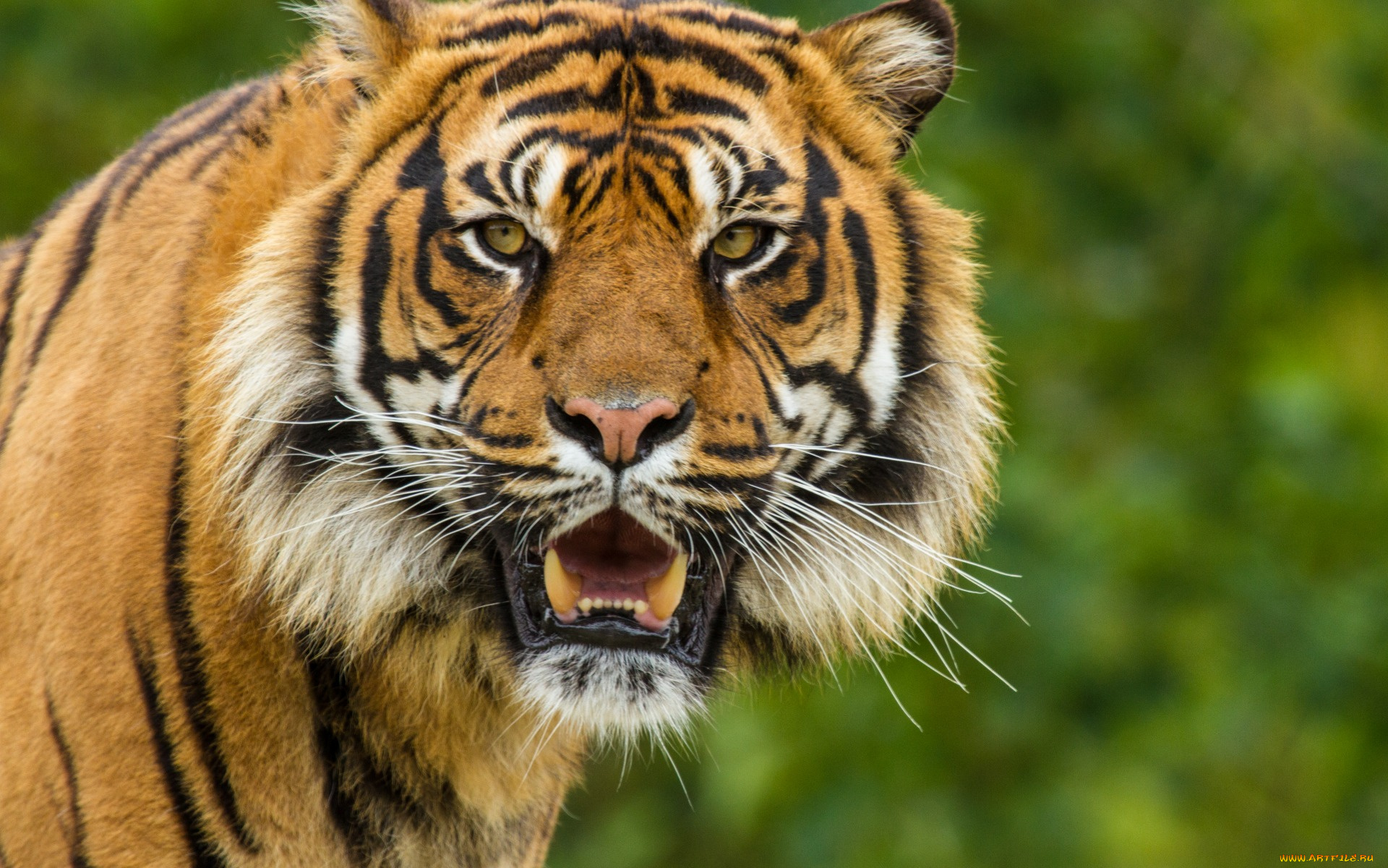 животные, тигры, морда, оскал
