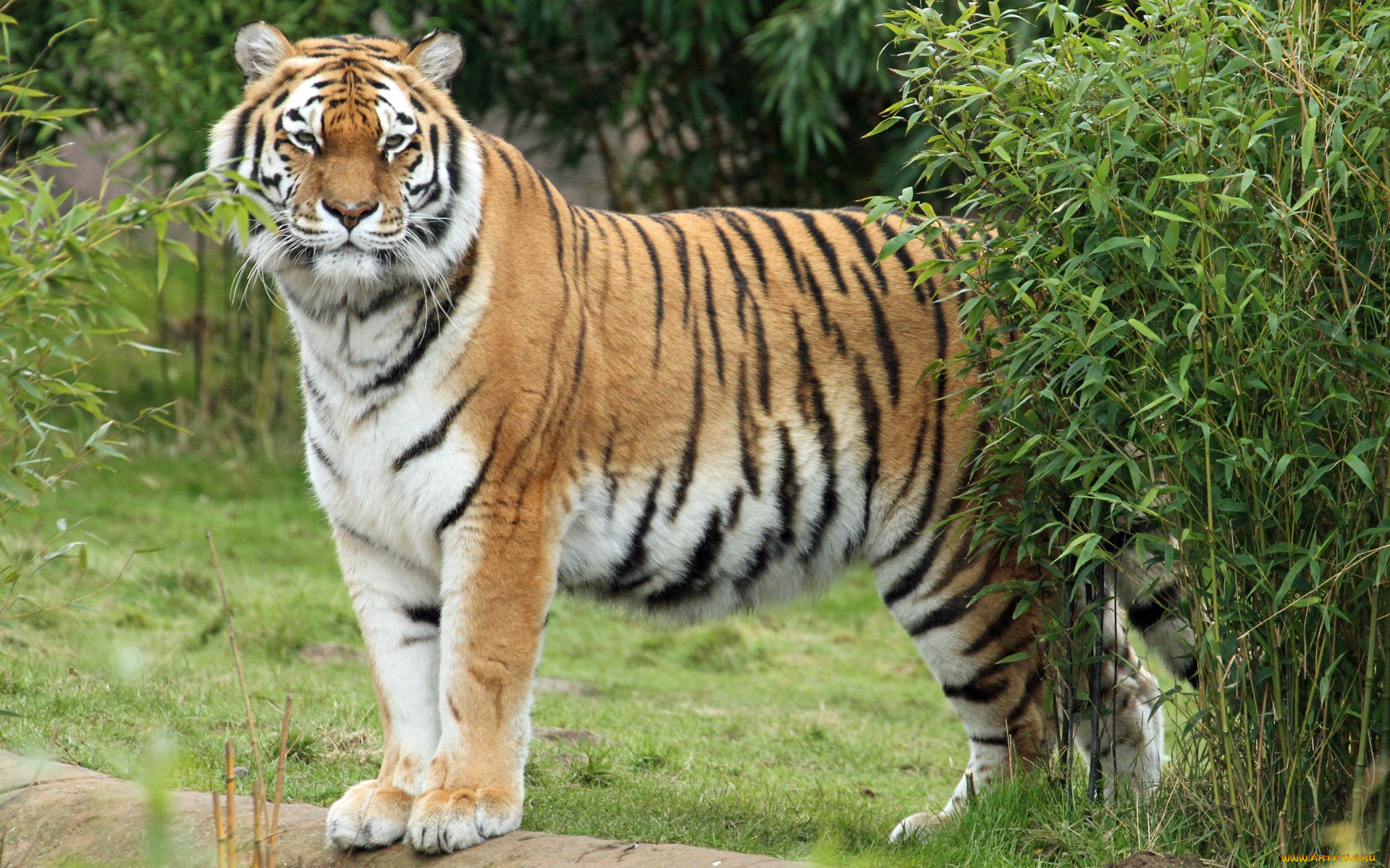 животные, тигры, растения, взгляд