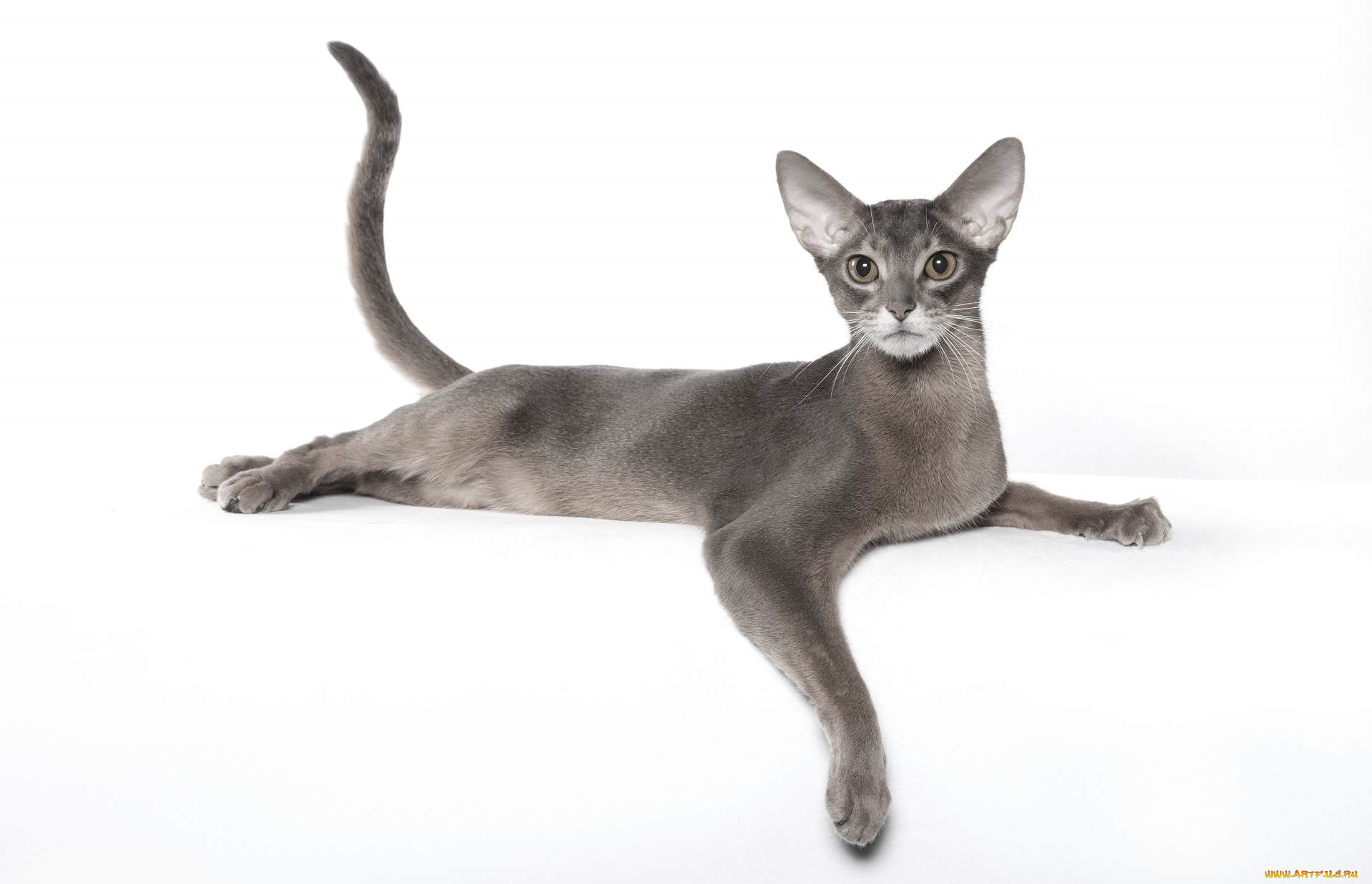 животные, коты, порода, абиссинская, кошка, грация