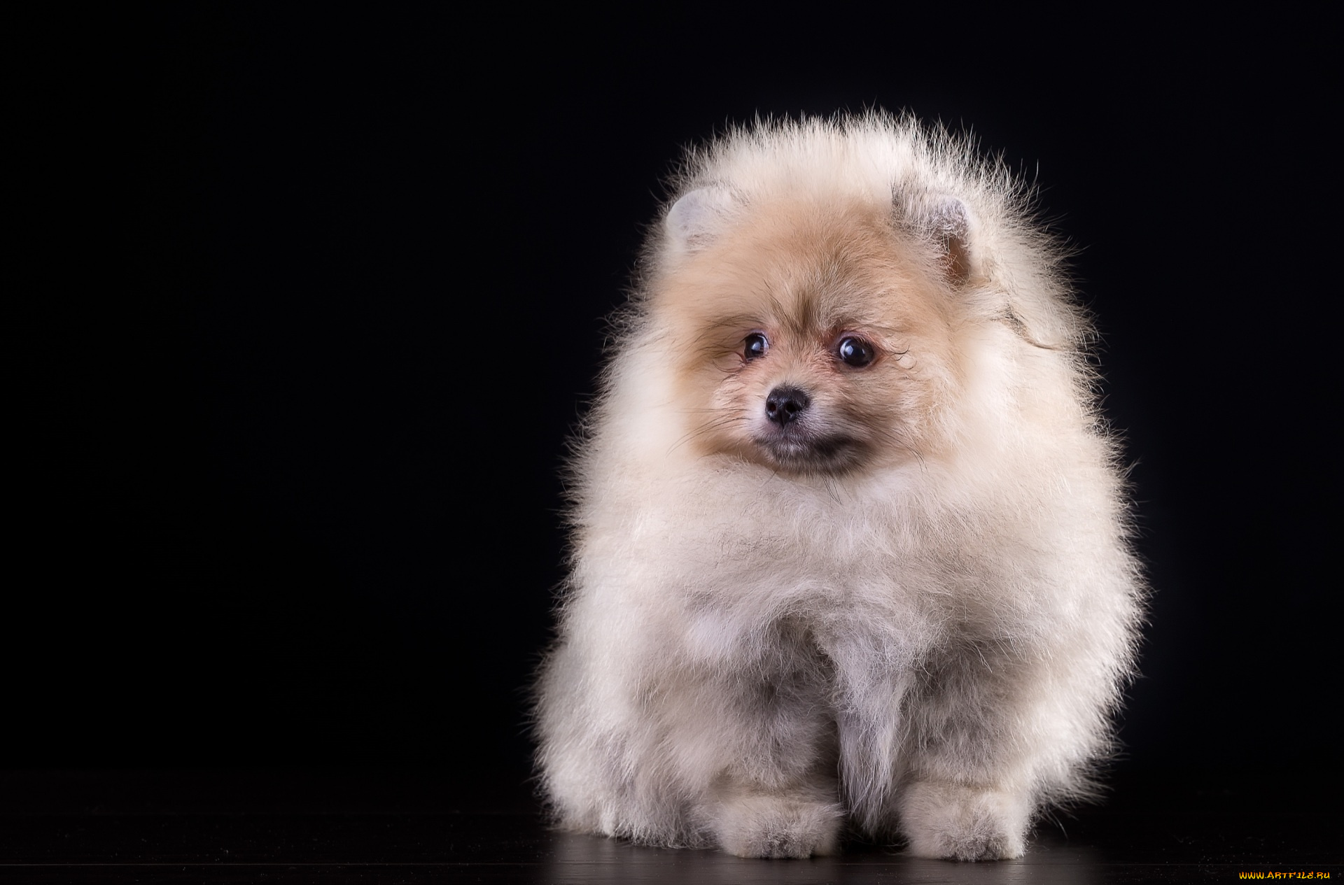 животные, собаки, черный, фон