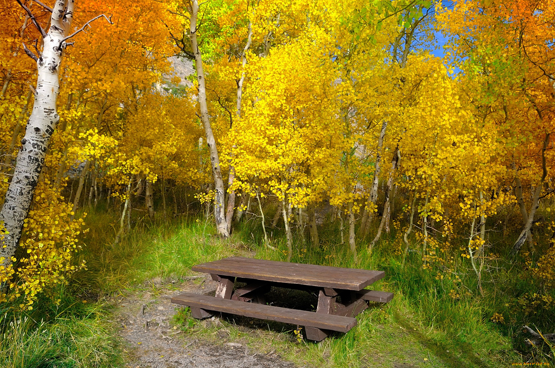 природа, лес, простор