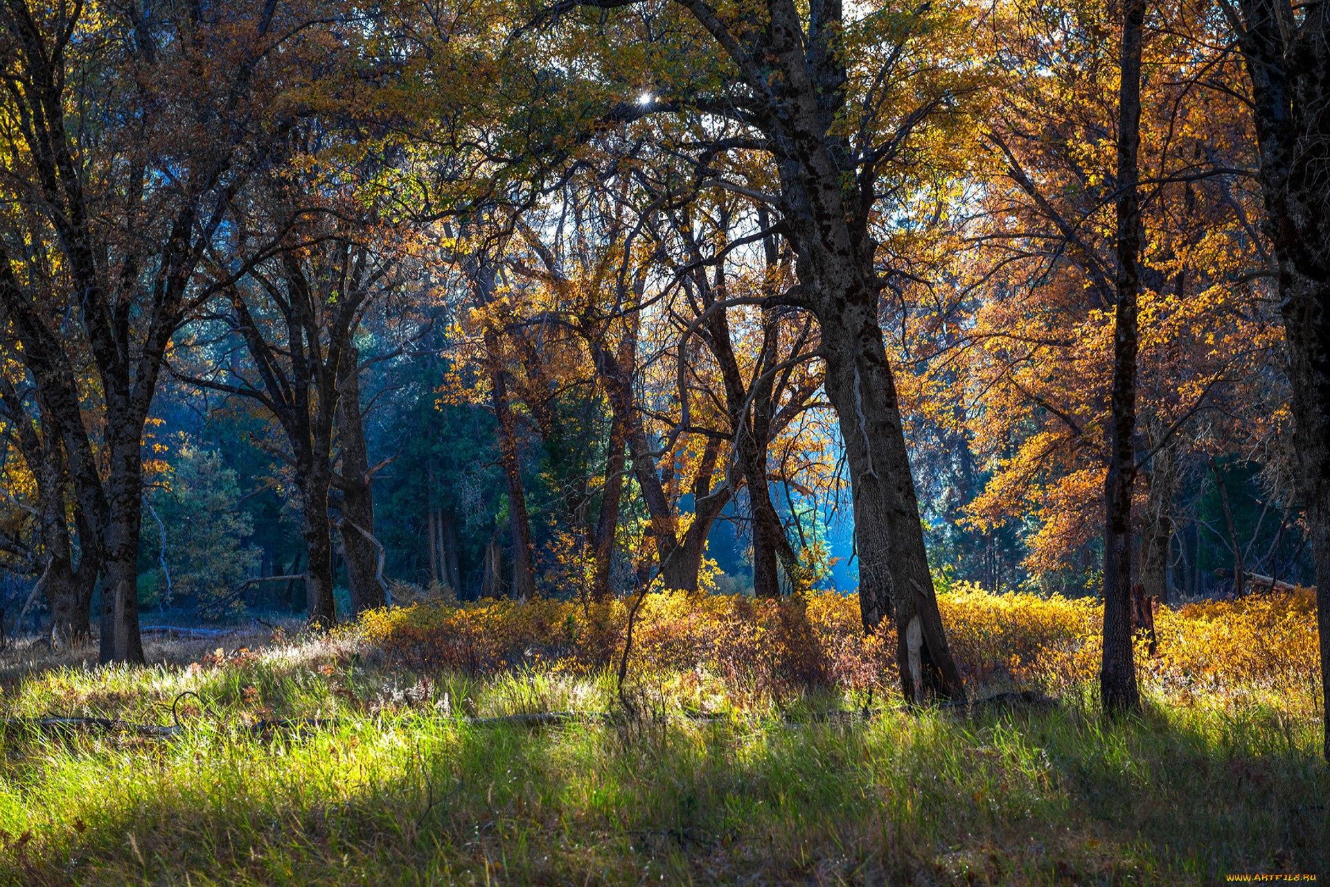 природа, лес, простор