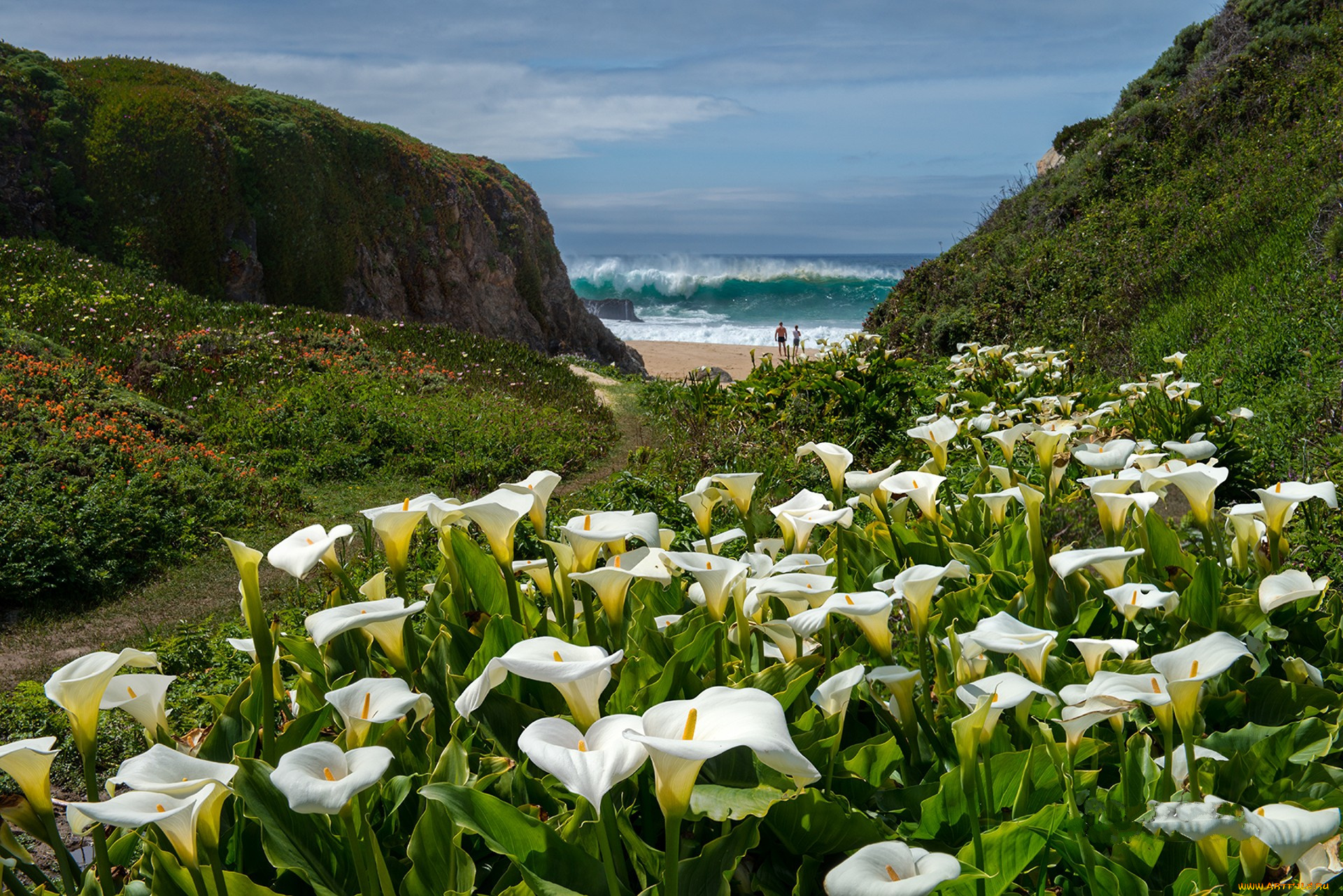 природа, луга, простор