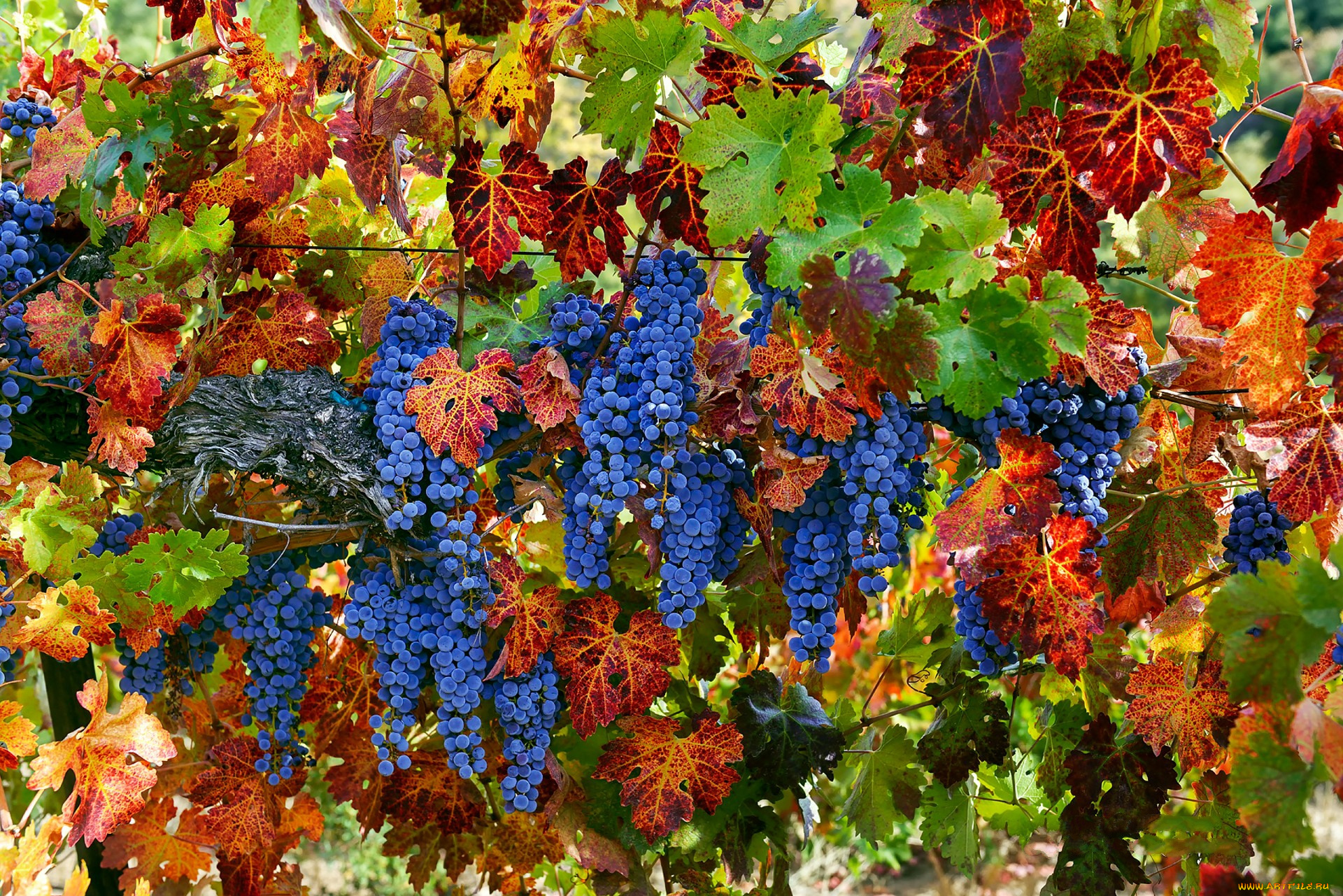 природа, Ягоды, , виноград, лоза