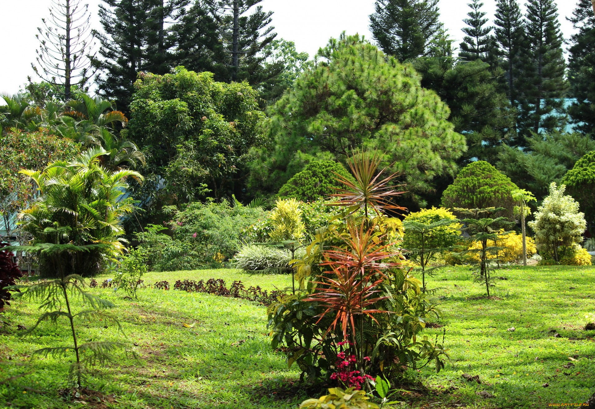 природа, парк, деревья