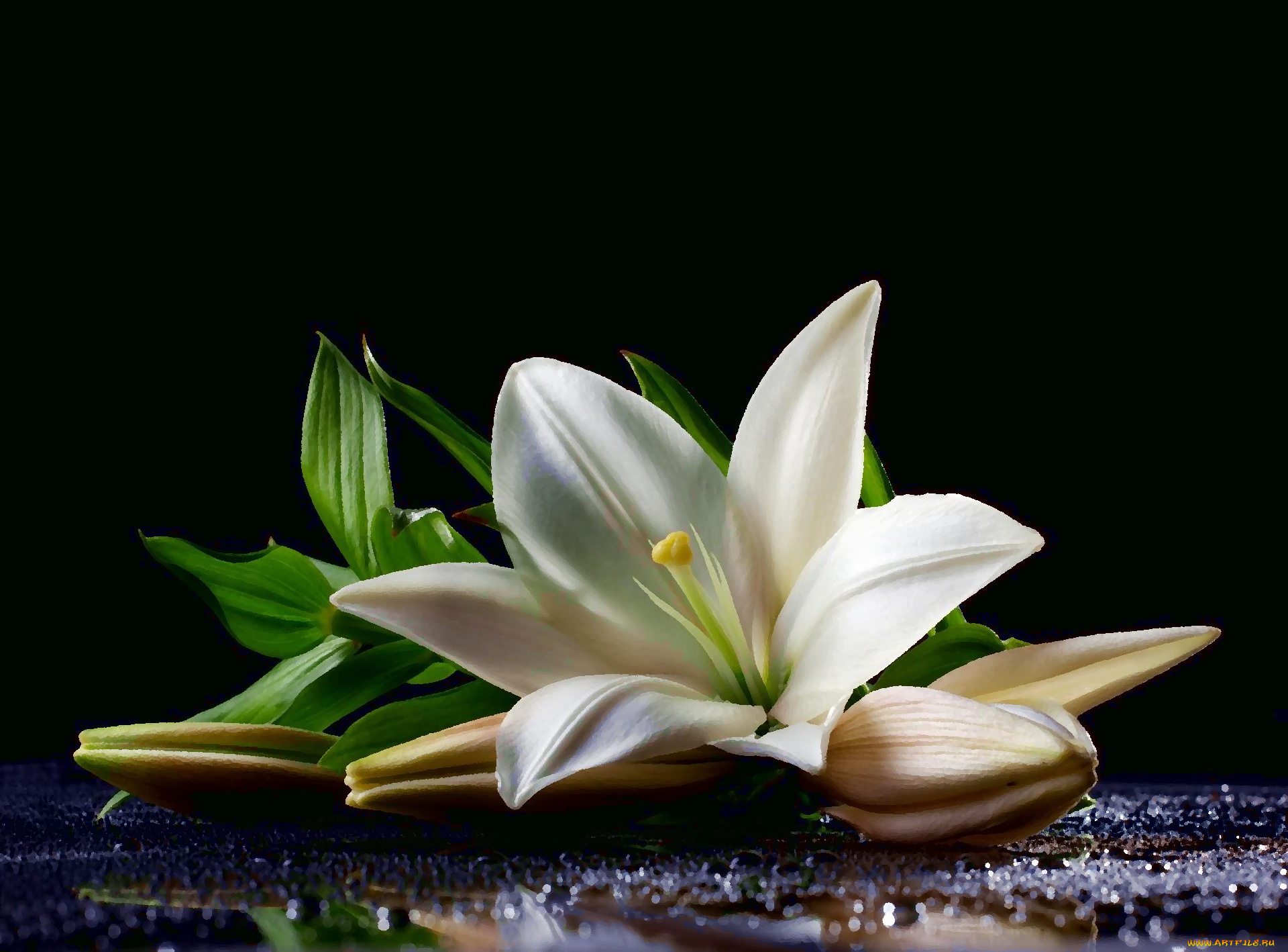 рисованное, цветы, вода, капли, бутоны, лилия, цветок