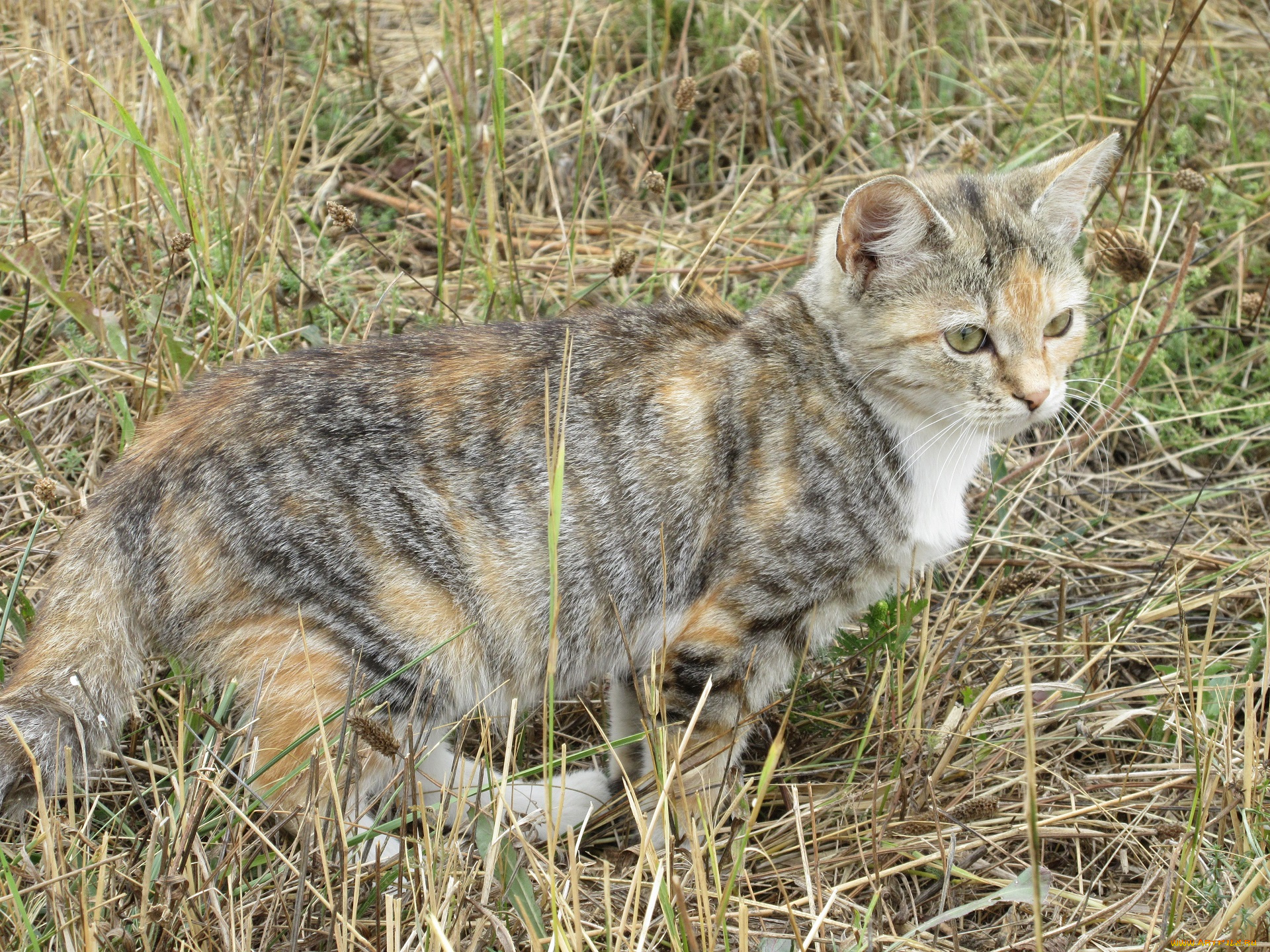 животные, коты, кошка
