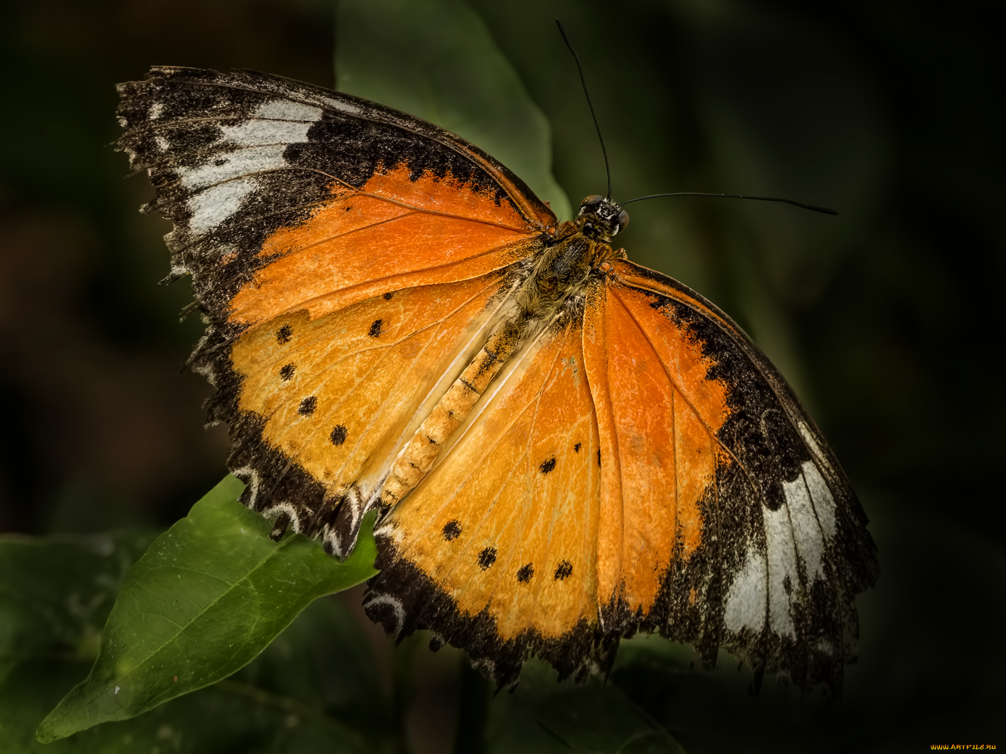 животные, бабочки, , мотыльки, , моли, бабочка