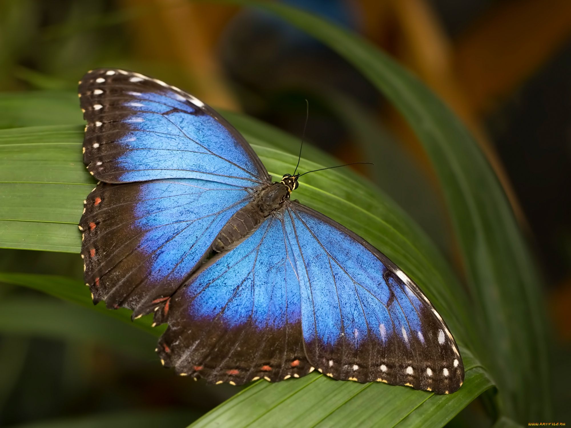 животные, бабочки, , мотыльки, , моли, бабочка