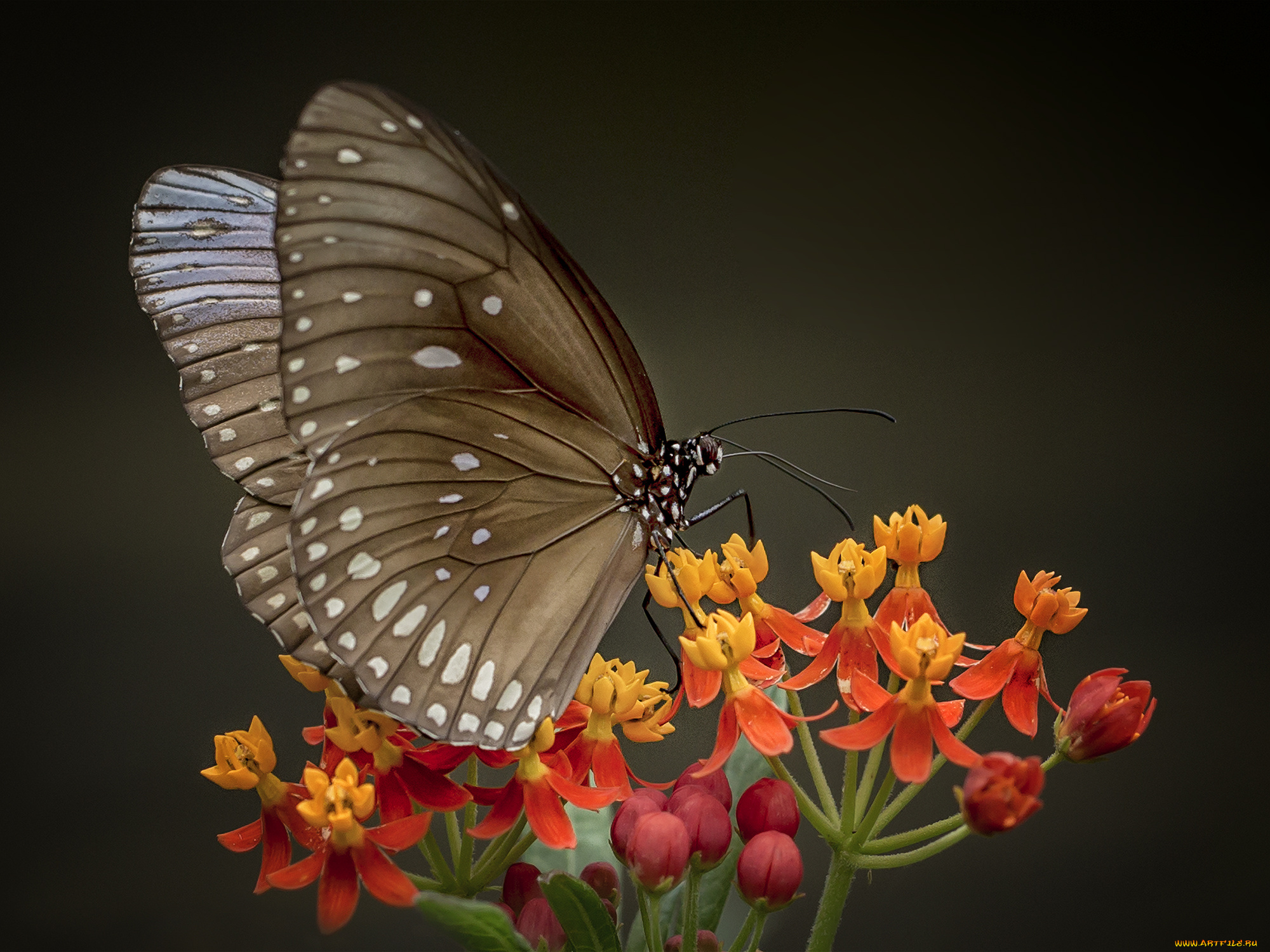 животные, бабочки, , мотыльки, , моли, бабочка