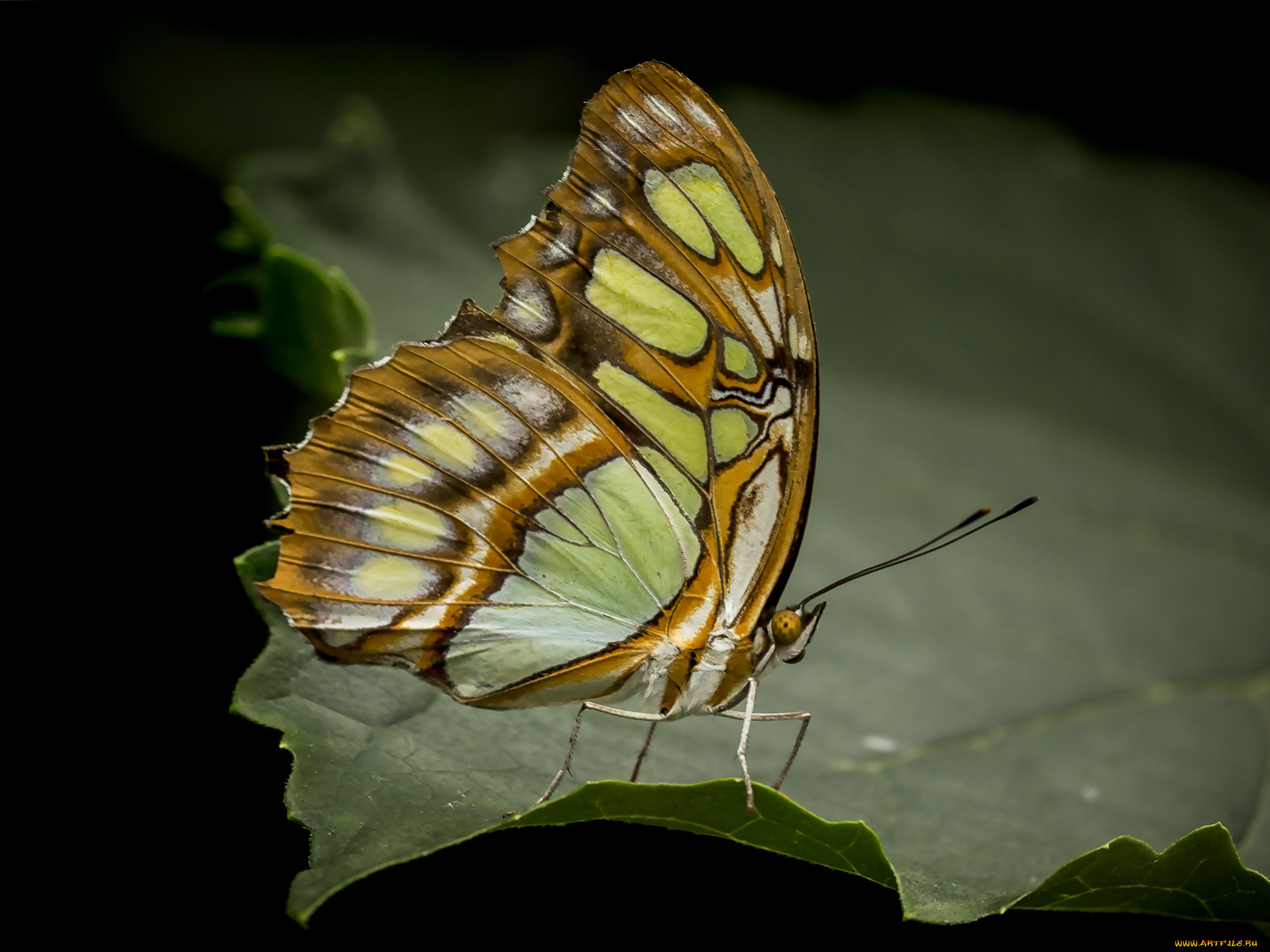 животные, бабочки, , мотыльки, , моли, бабочка