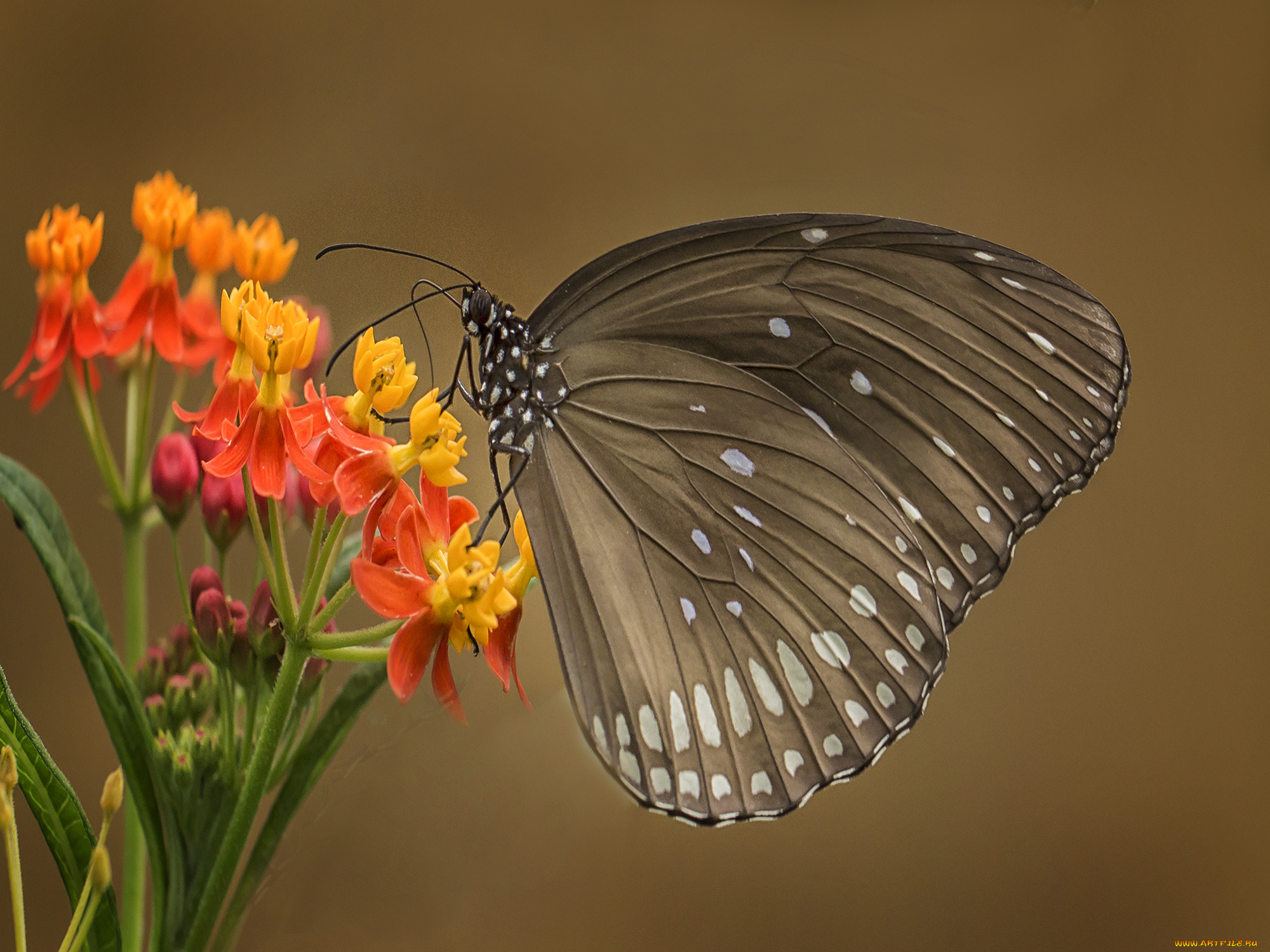животные, бабочки, , мотыльки, , моли, бабочка