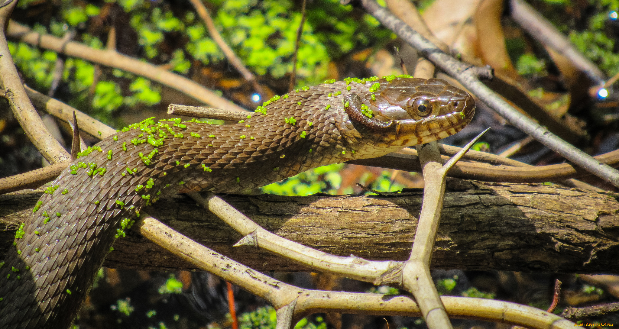 животные, змеи, , питоны, , кобры, змея