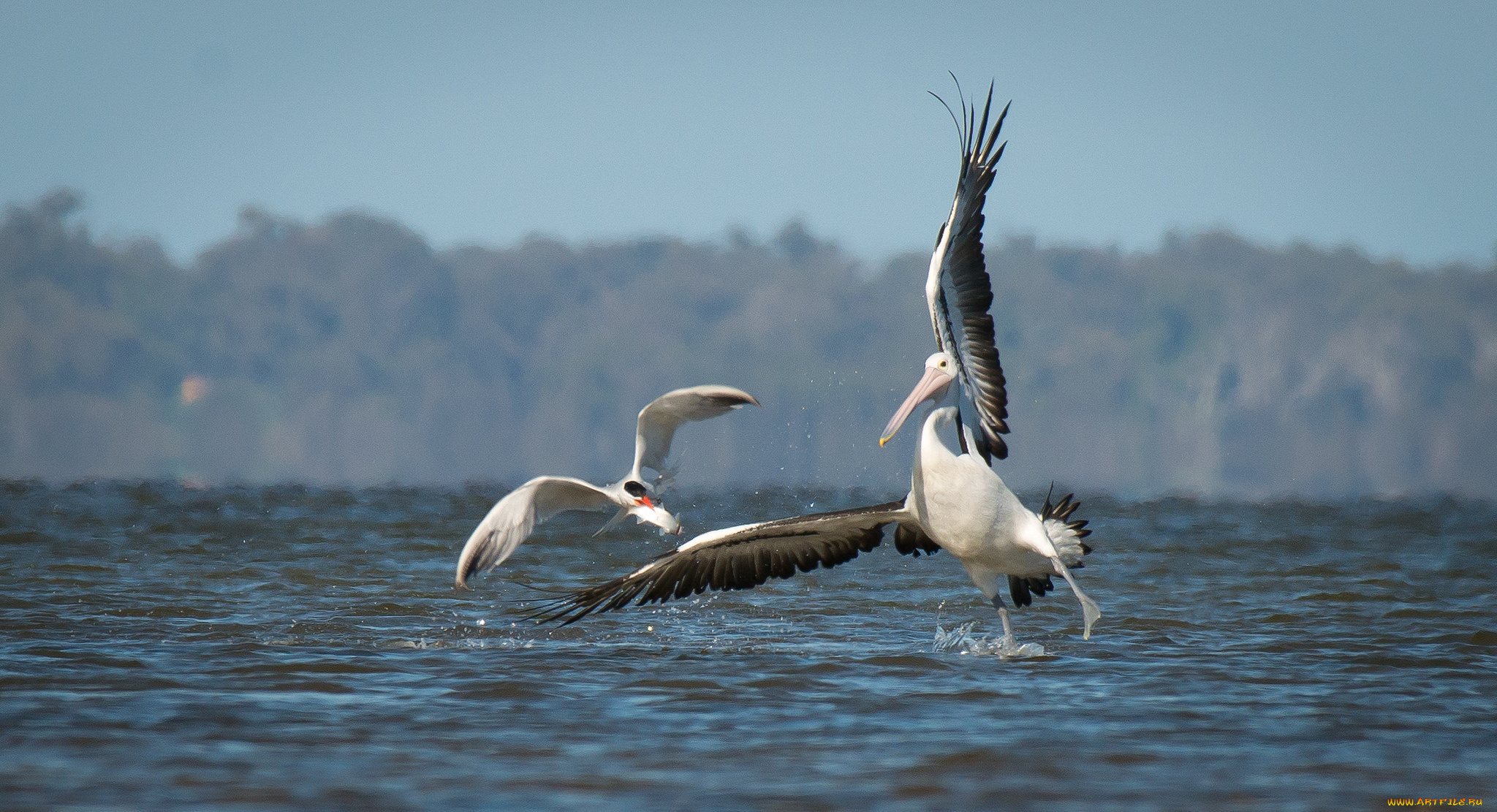животные, пеликаны