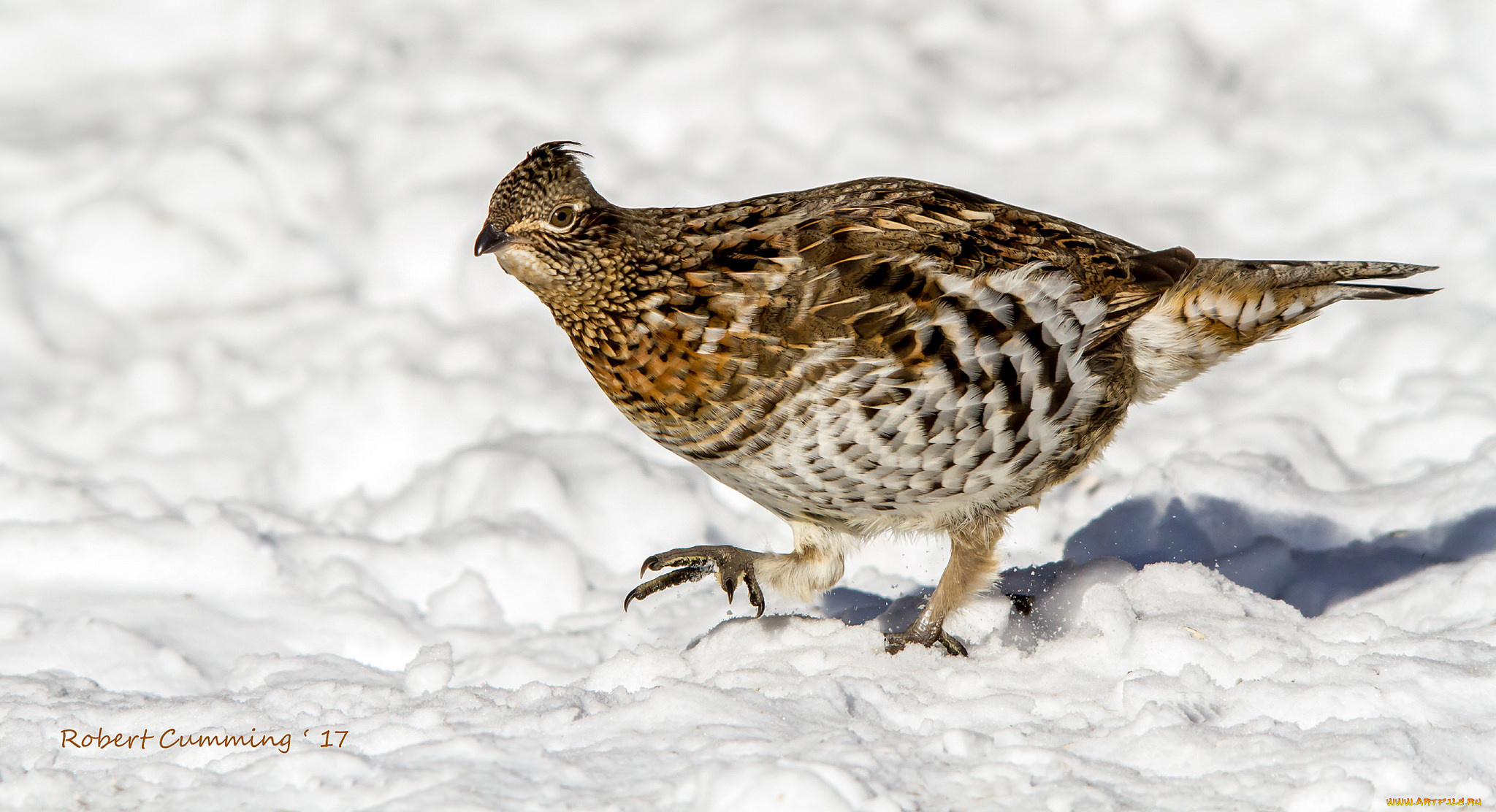 животные, птицы, птичка