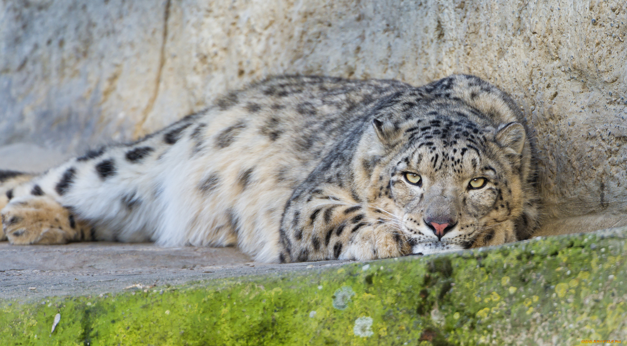 животные, снежный, барс, , ирбис, отдых, взгляд