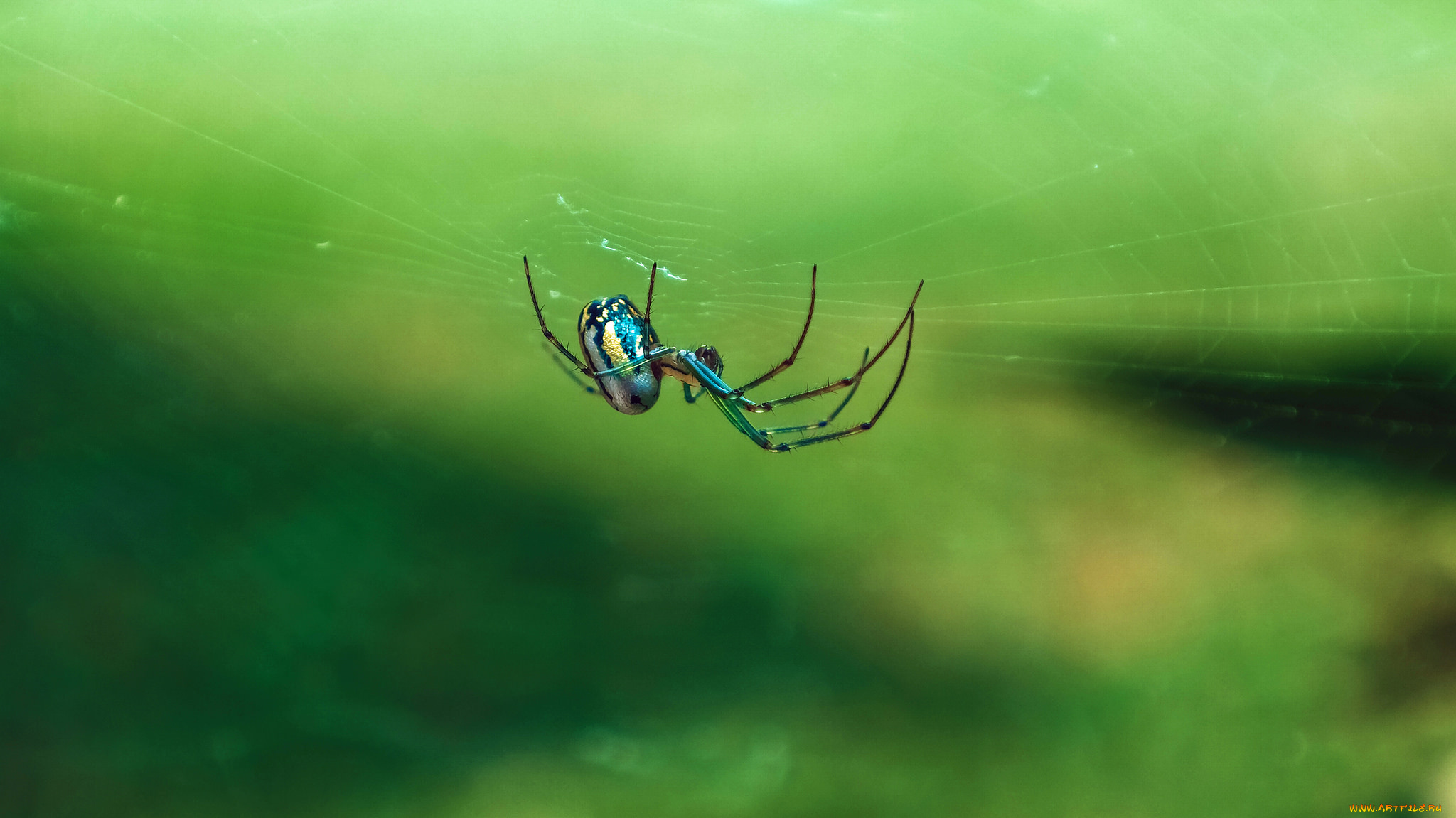 животные, пауки, паук