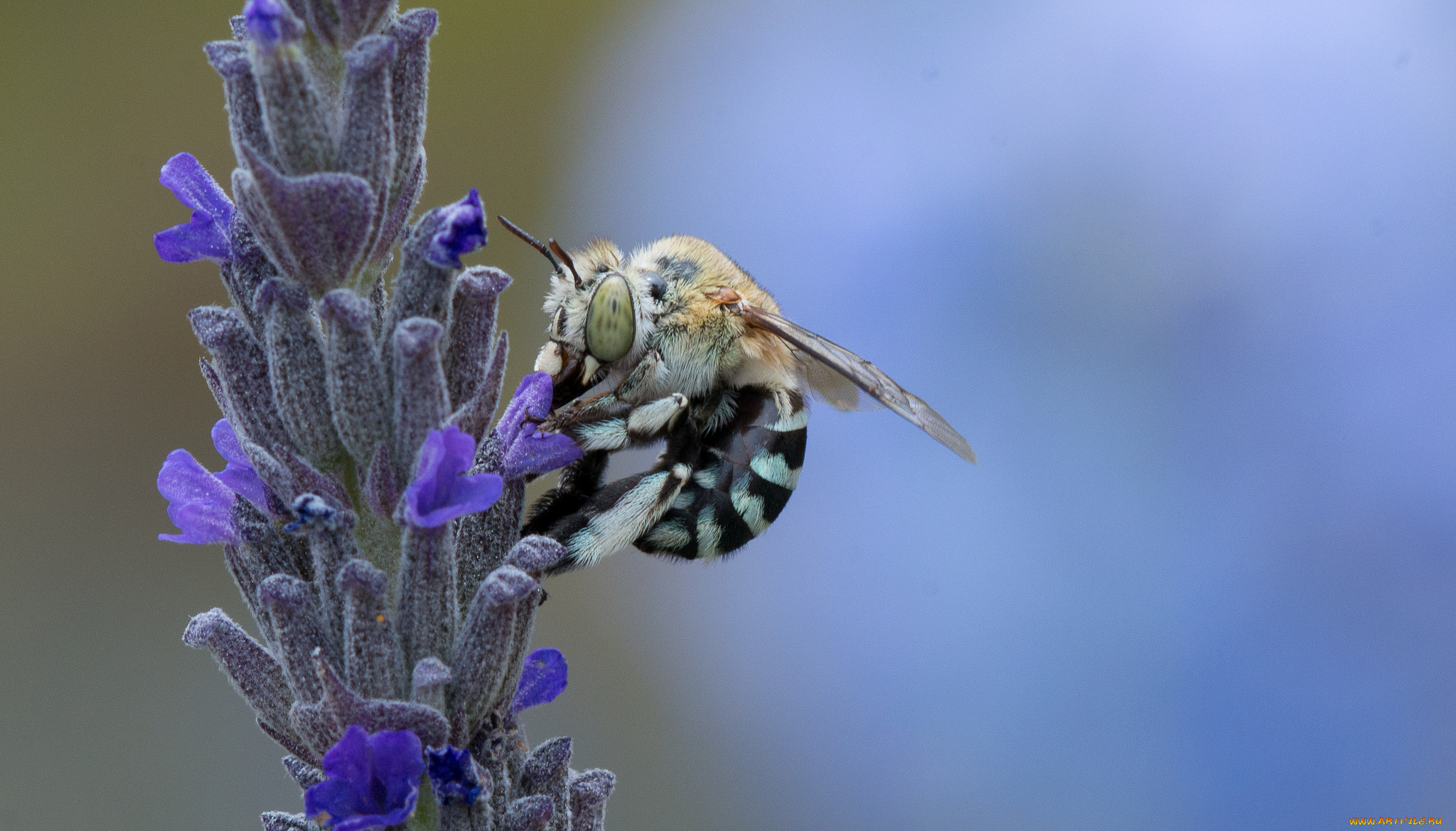 животные, пчелы, , осы, , шмели, пчела