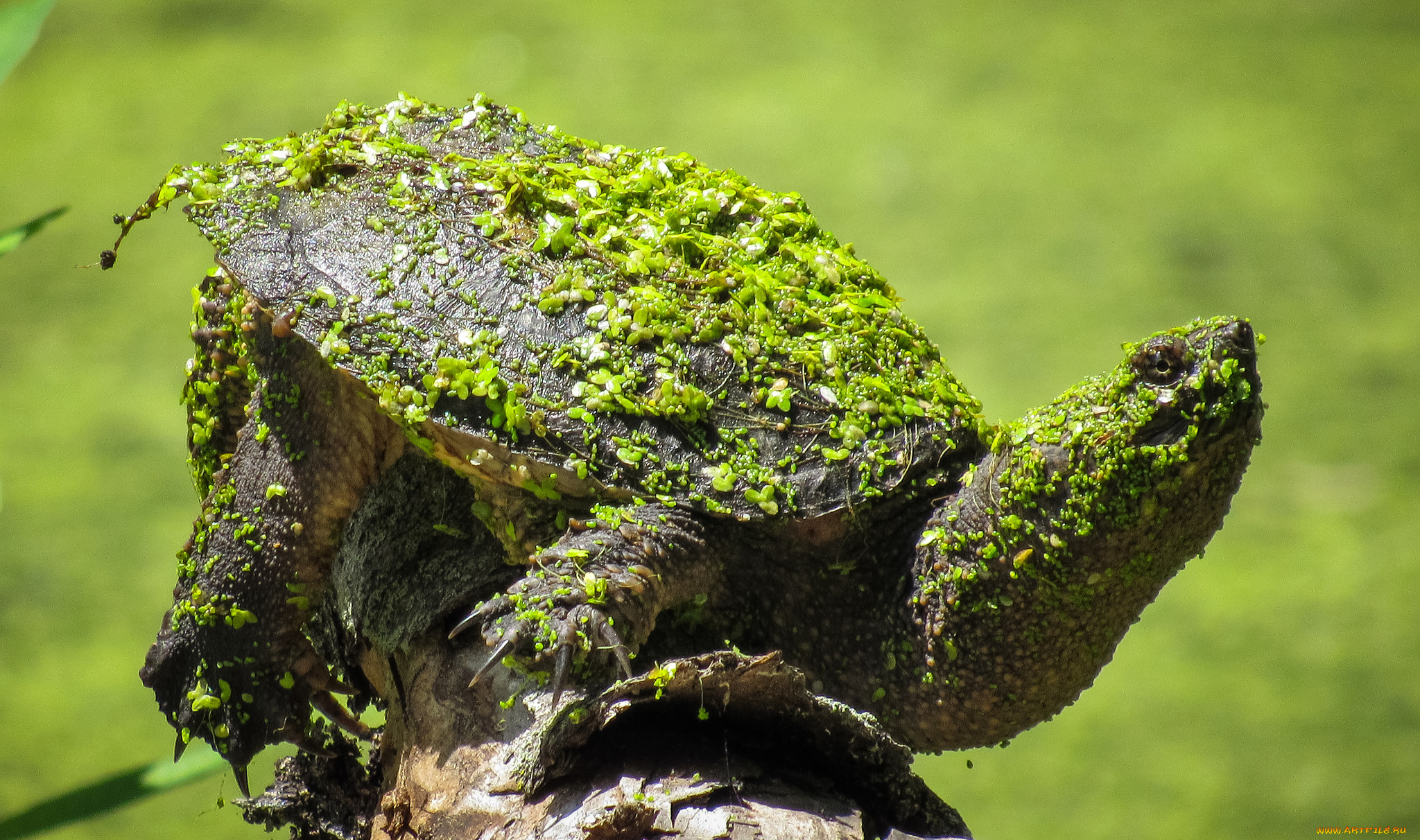 животные, Черепахи, черепаха