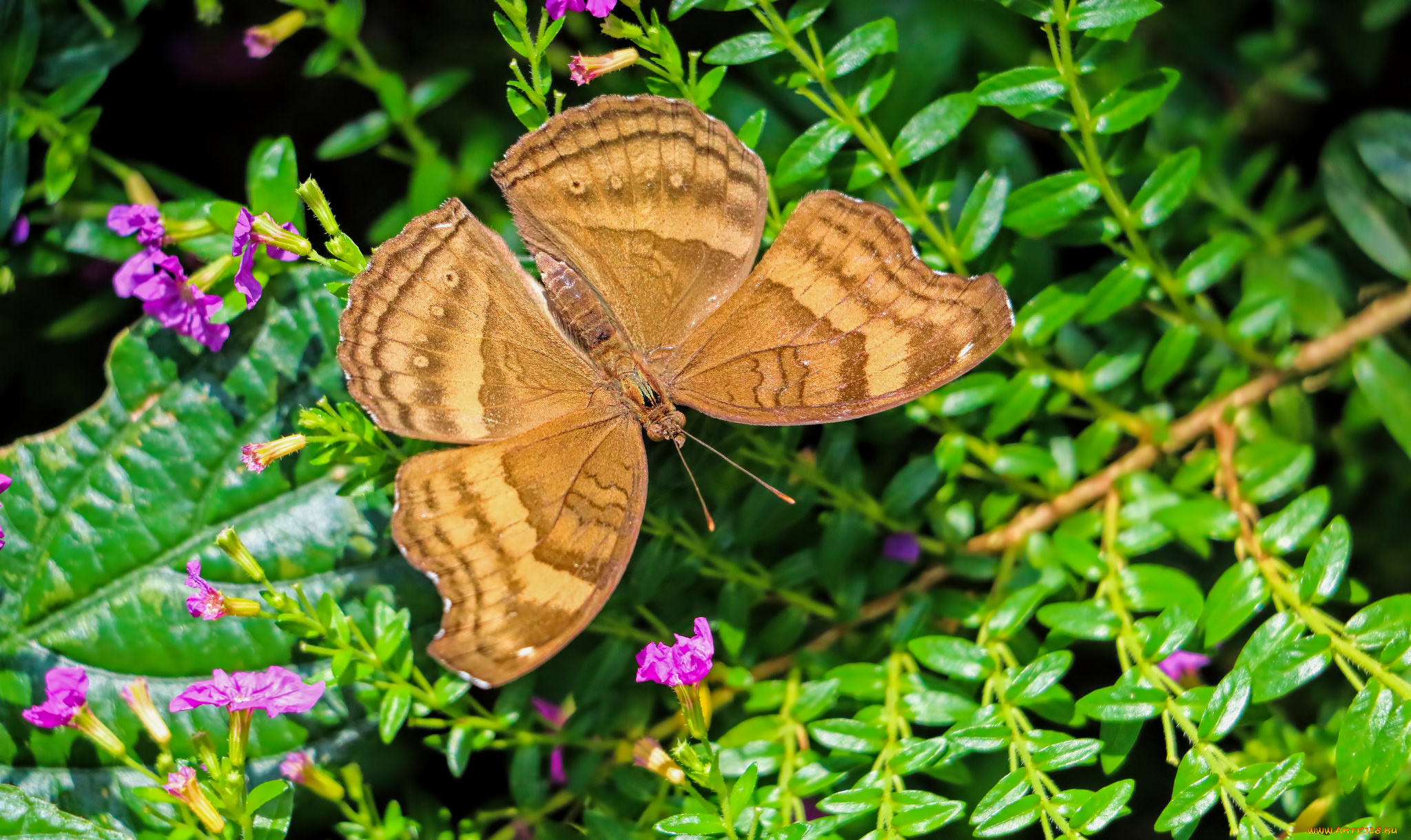 животные, бабочки, , мотыльки, , моли, бабочка