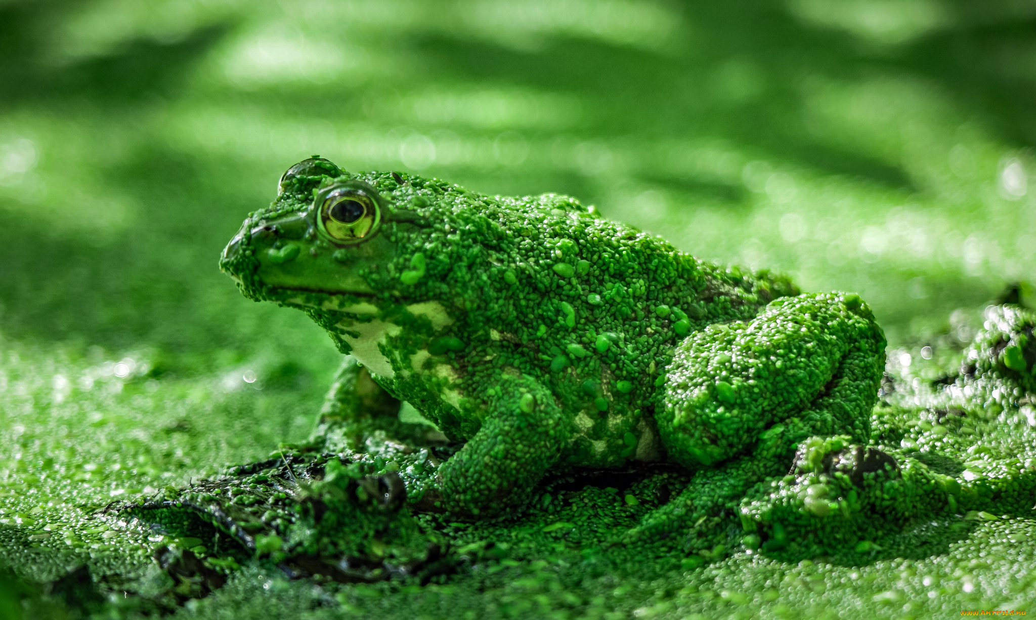 животные, лягушки, лягушка