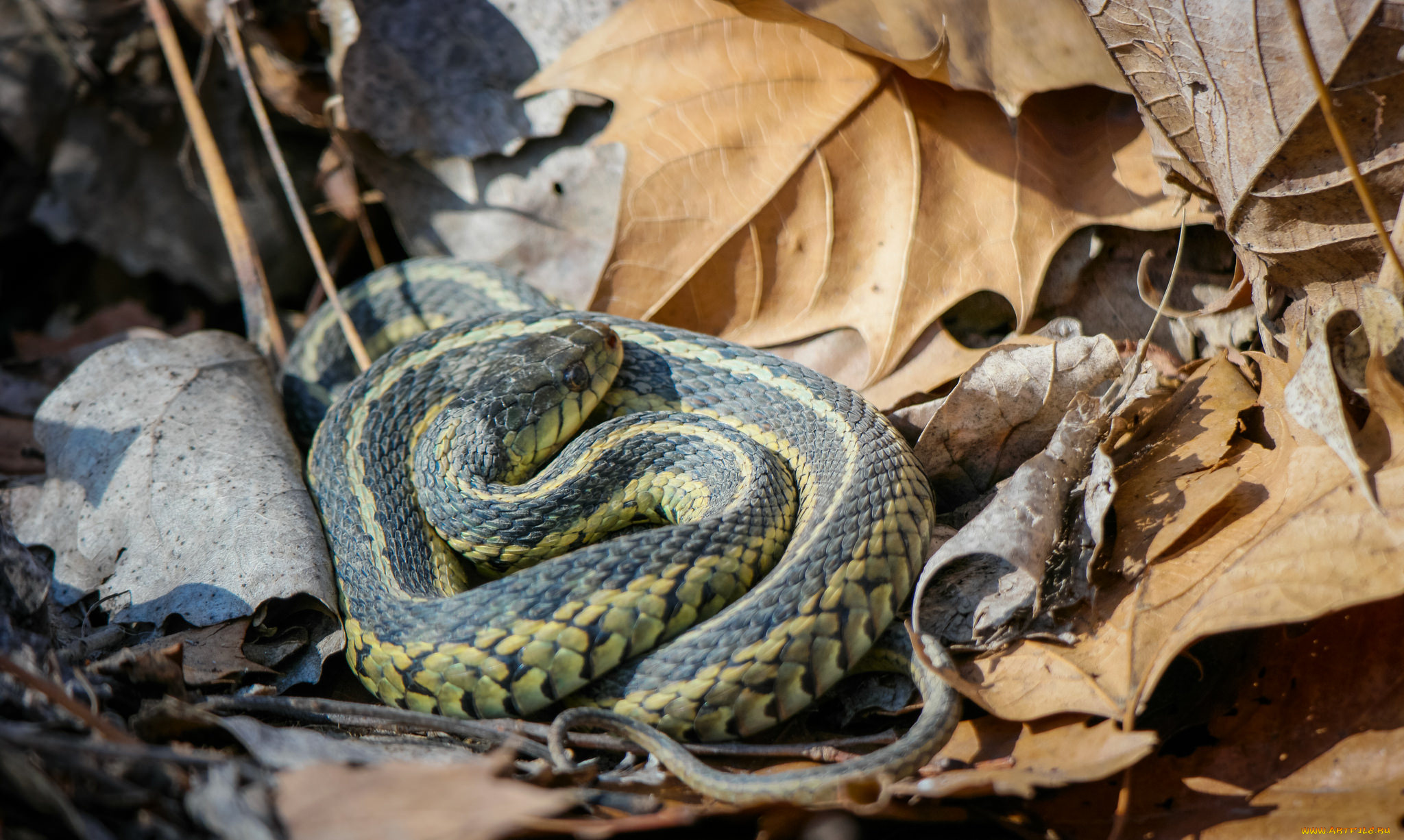животные, змеи, , питоны, , кобры, змея