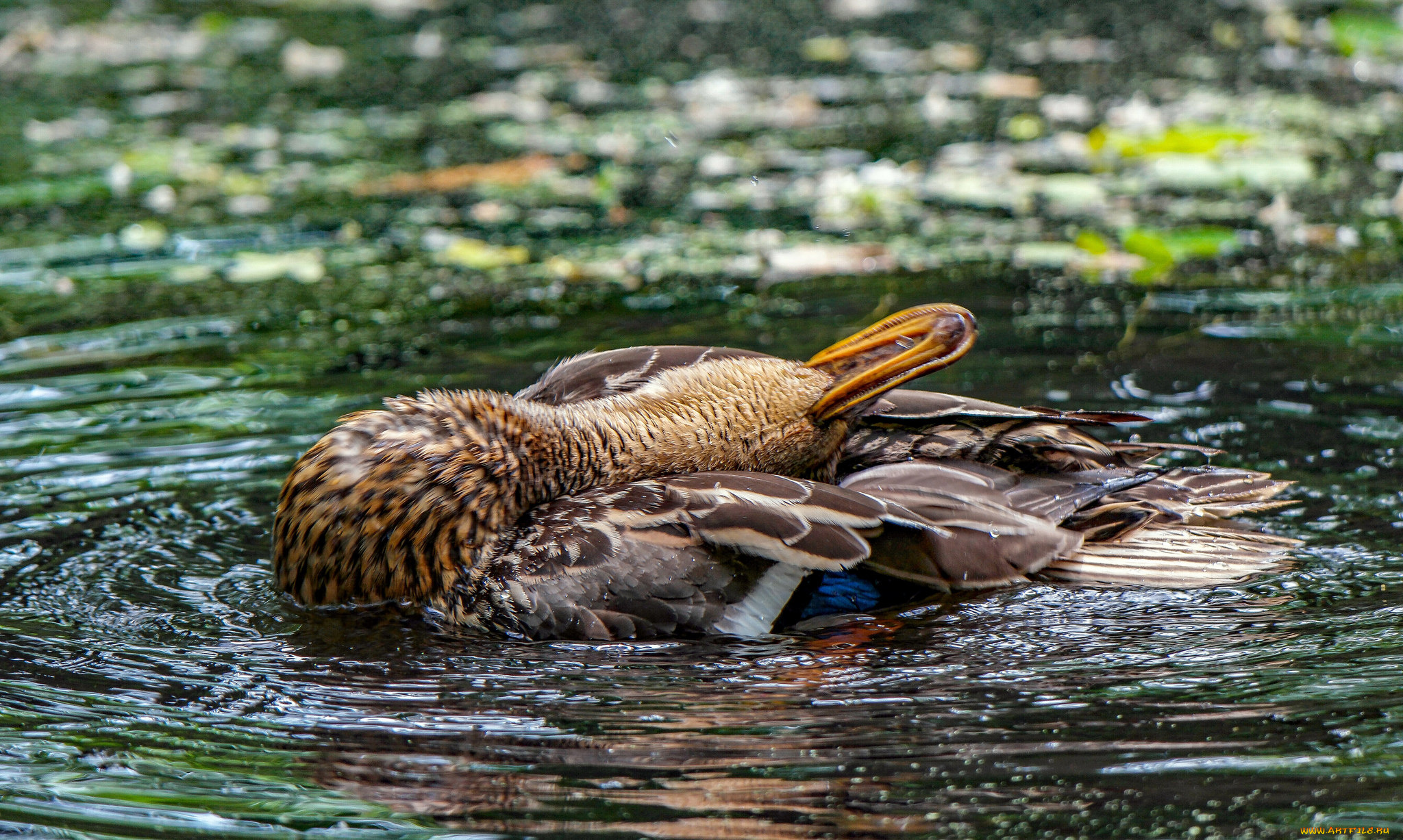 животные, утки, утка